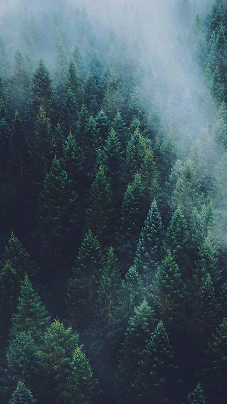 Foggy, Pine Trees, Aerial view, HD Phone Wallpaper