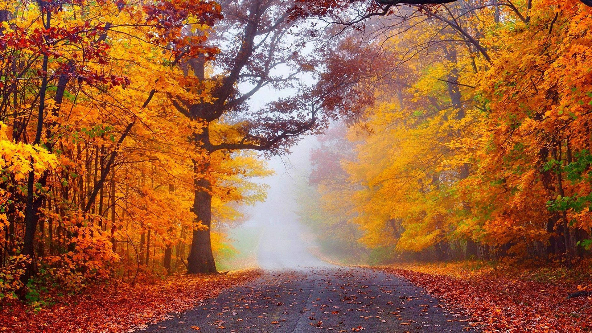 foggy forest, autumn, fiery orange trees, Full HD Desktop Wallpaper