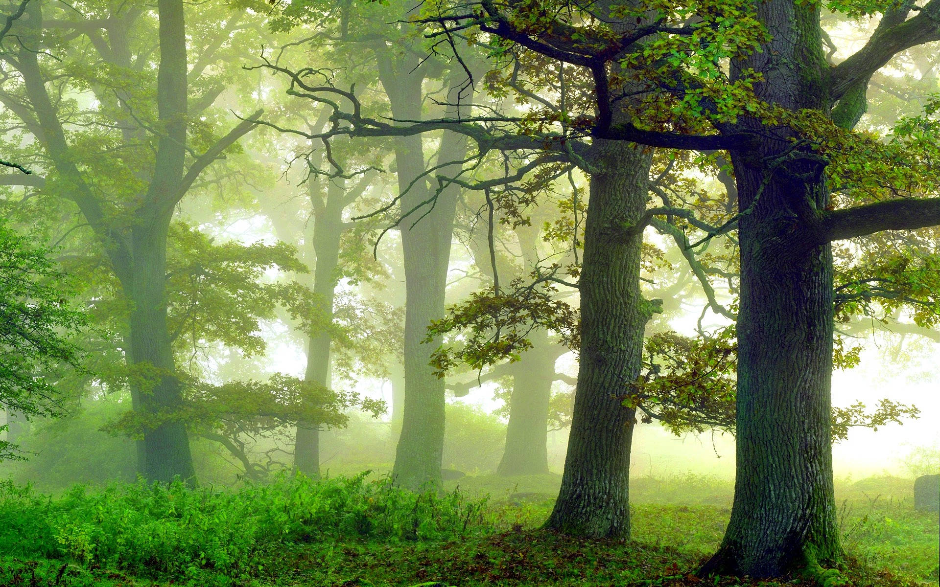 Verdant Foggy Forest, misty green trees, serene forest clearing, Full HD Desktop Wallpaper
