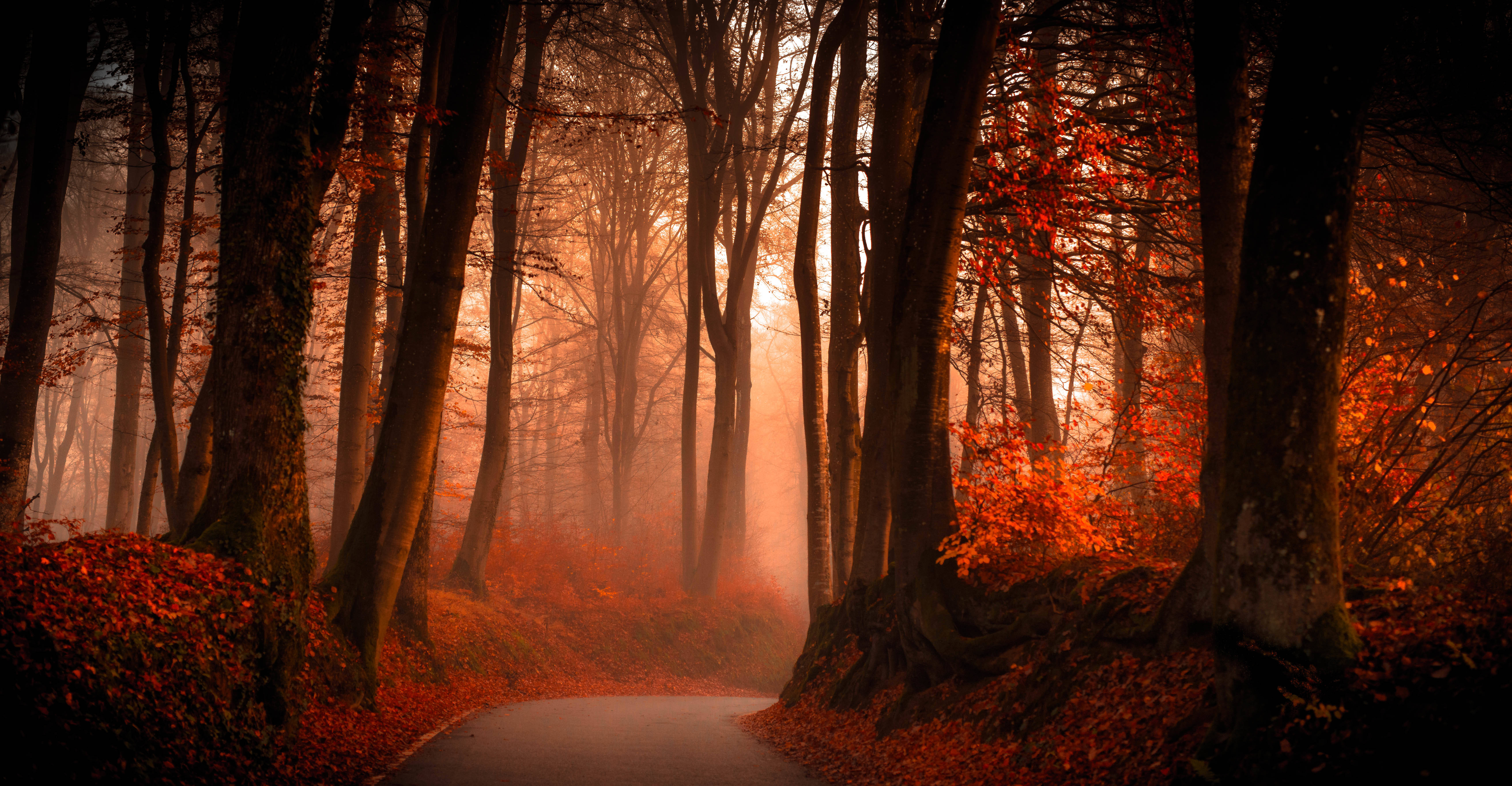 autumn forest, foggy forest, misty forest, 5K Desktop Wallpaper