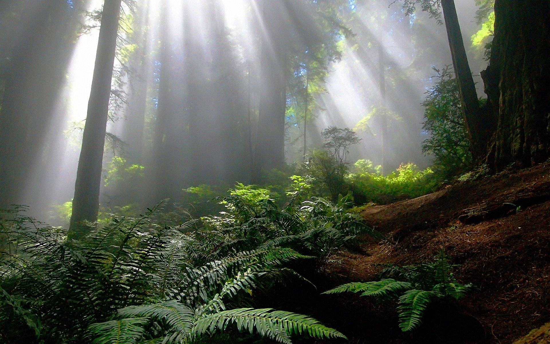 foggy forest, scattered sunlight, towering redwood trees, Full HD Desktop Wallpaper