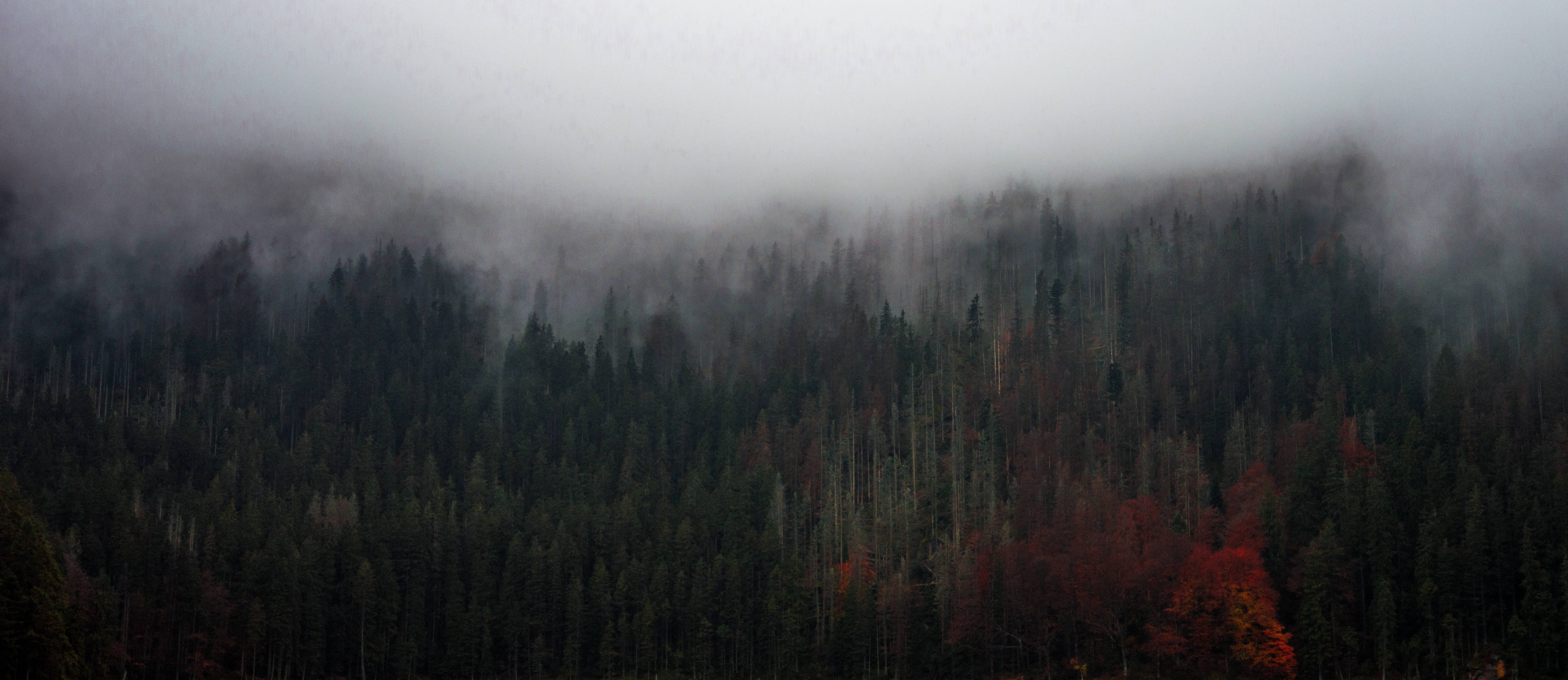 foggy forest, dark evergreens, vibrant red autumn foliage, 5K Desktop Wallpaper