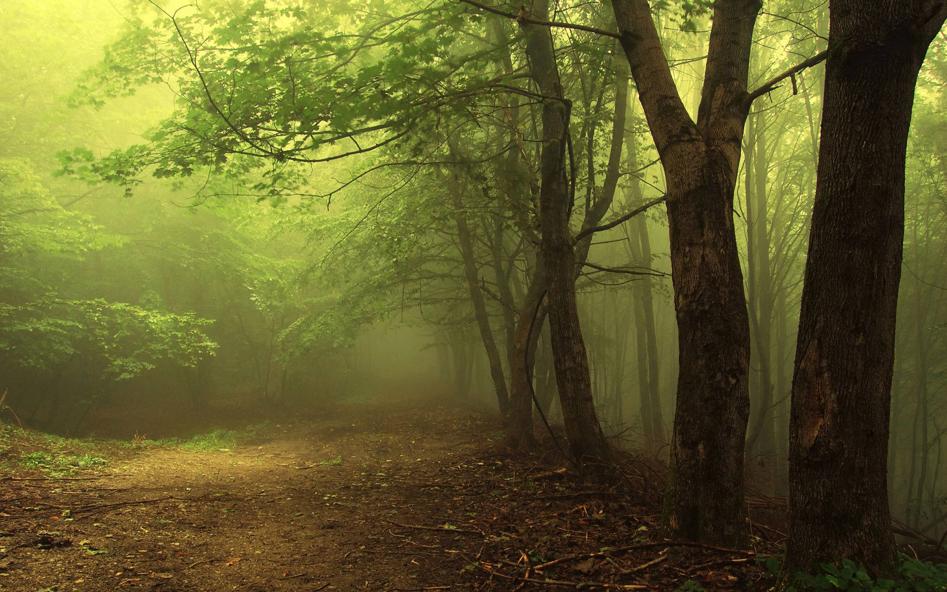 eerie green foggy forest, misty forest path, tall trees, Full HD Desktop Wallpaper