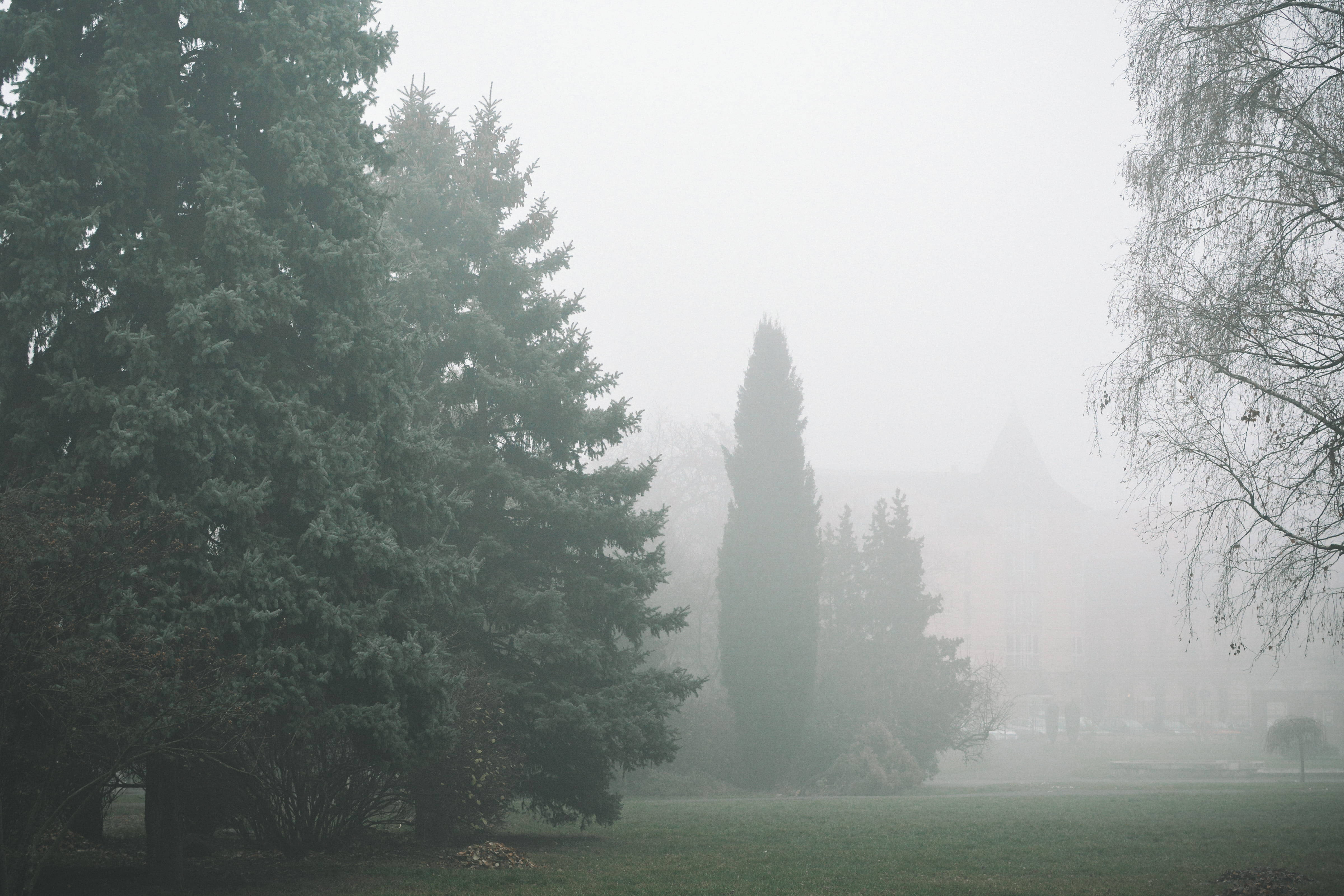 Foggy Forest, misty morning, evergreen trees, 4K Desktop Wallpaper