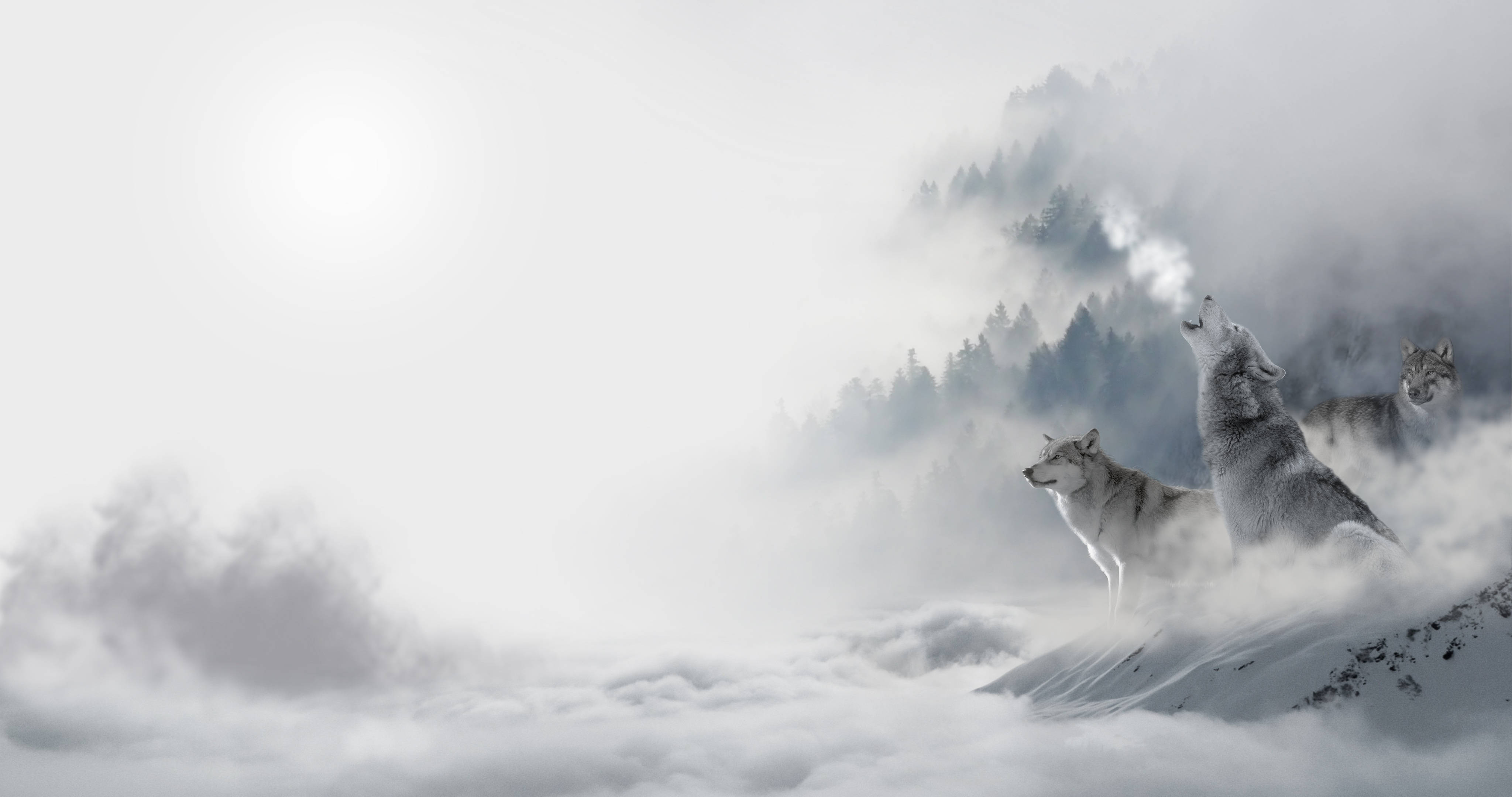 4K Ultra HD, wolf, fog, 4K Desktop Wallpaper