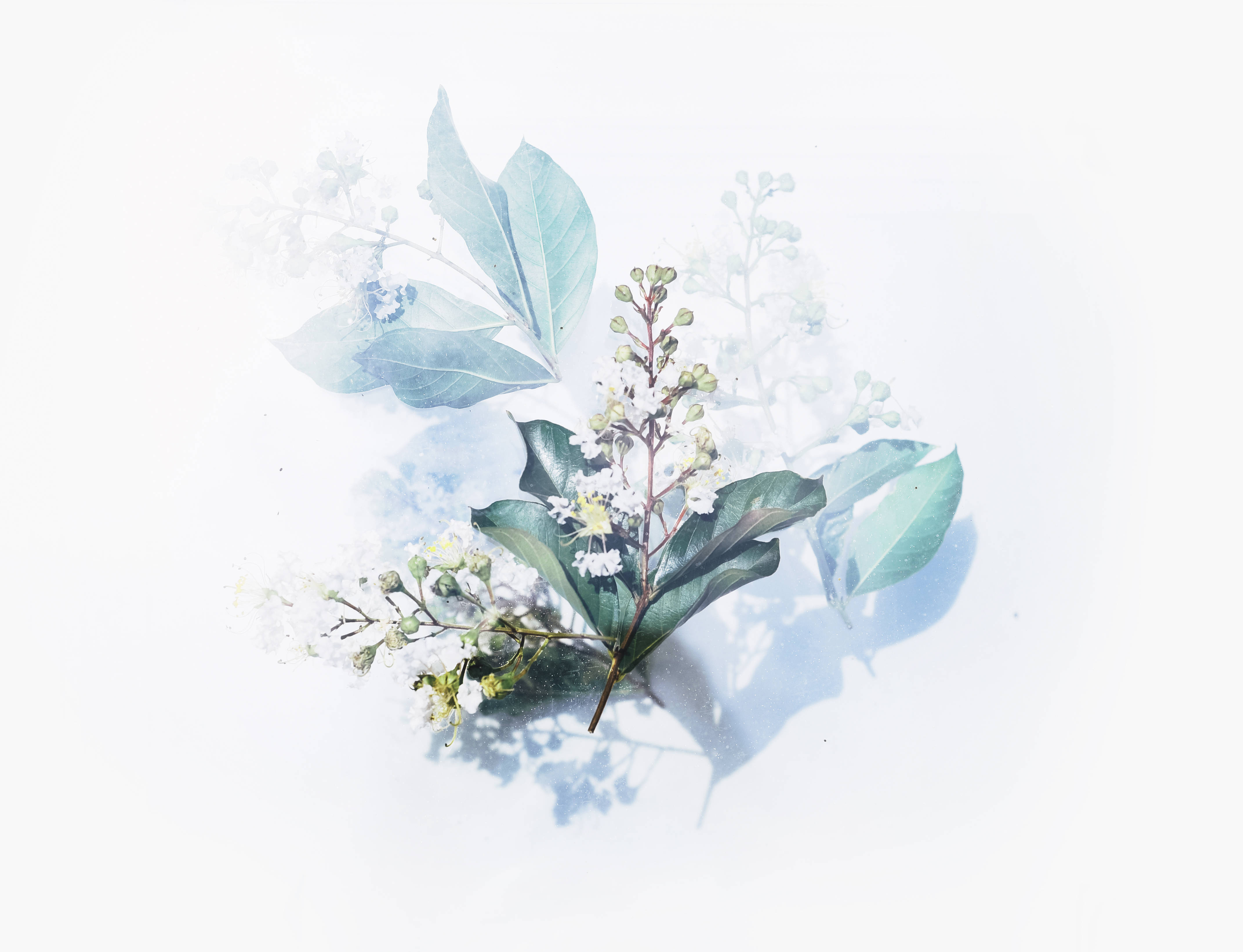 watercolor flower art, white blossoms, green leaves, 4K Desktop Wallpaper