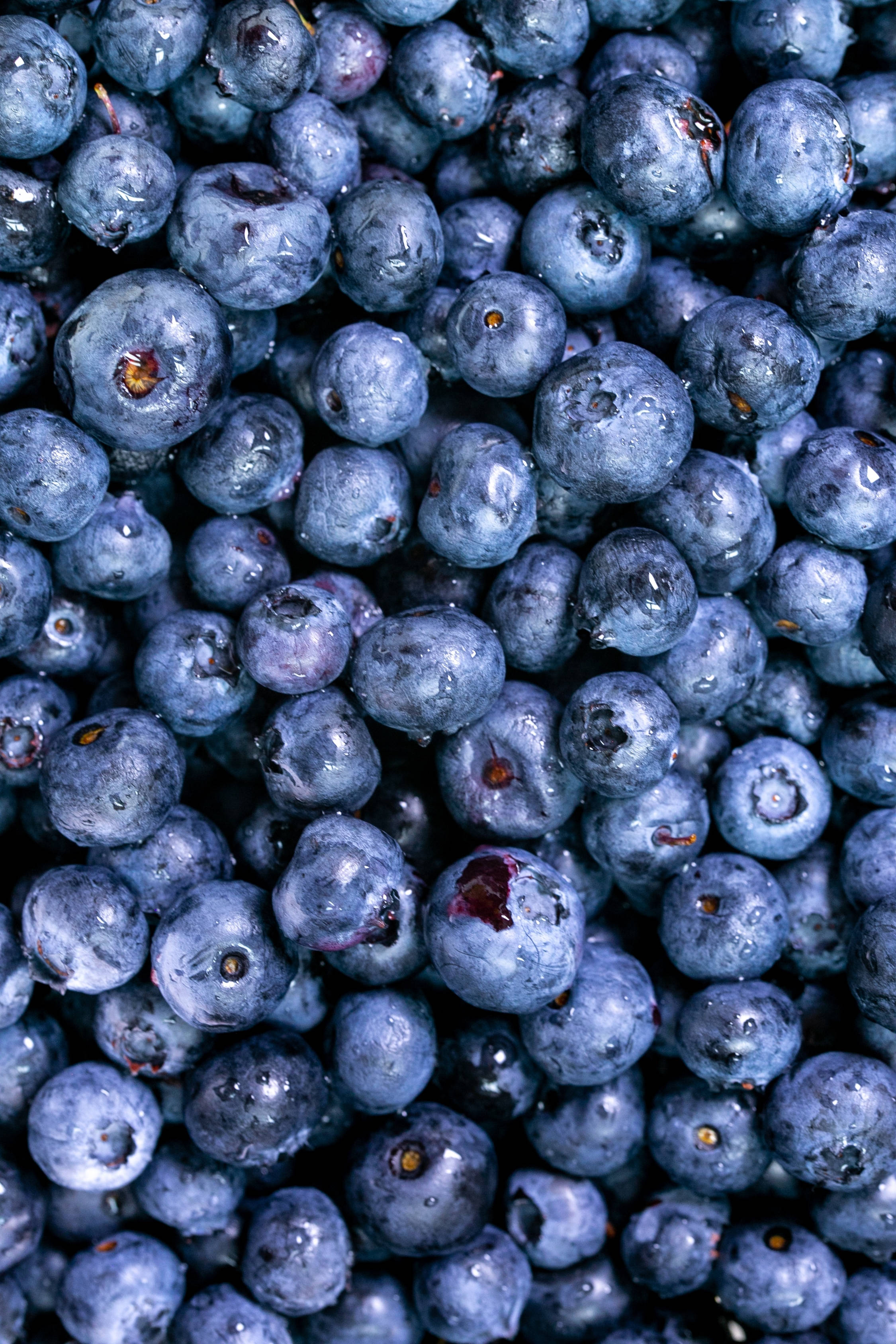 blueberries, dewdrops, soft light, 2K Phone Wallpaper