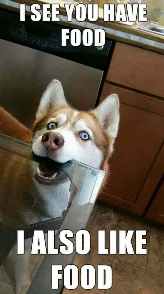 husky, bright blue eyes, kitchen drawer handle, SD Phone Wallpaper