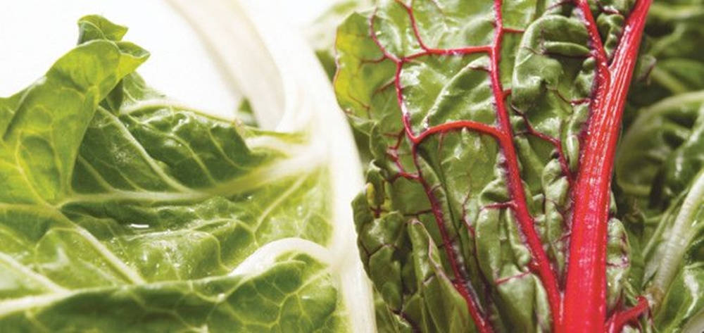 white and red swiss chard, vibrant green foliage, bold red veins, SD Desktop Wallpaper