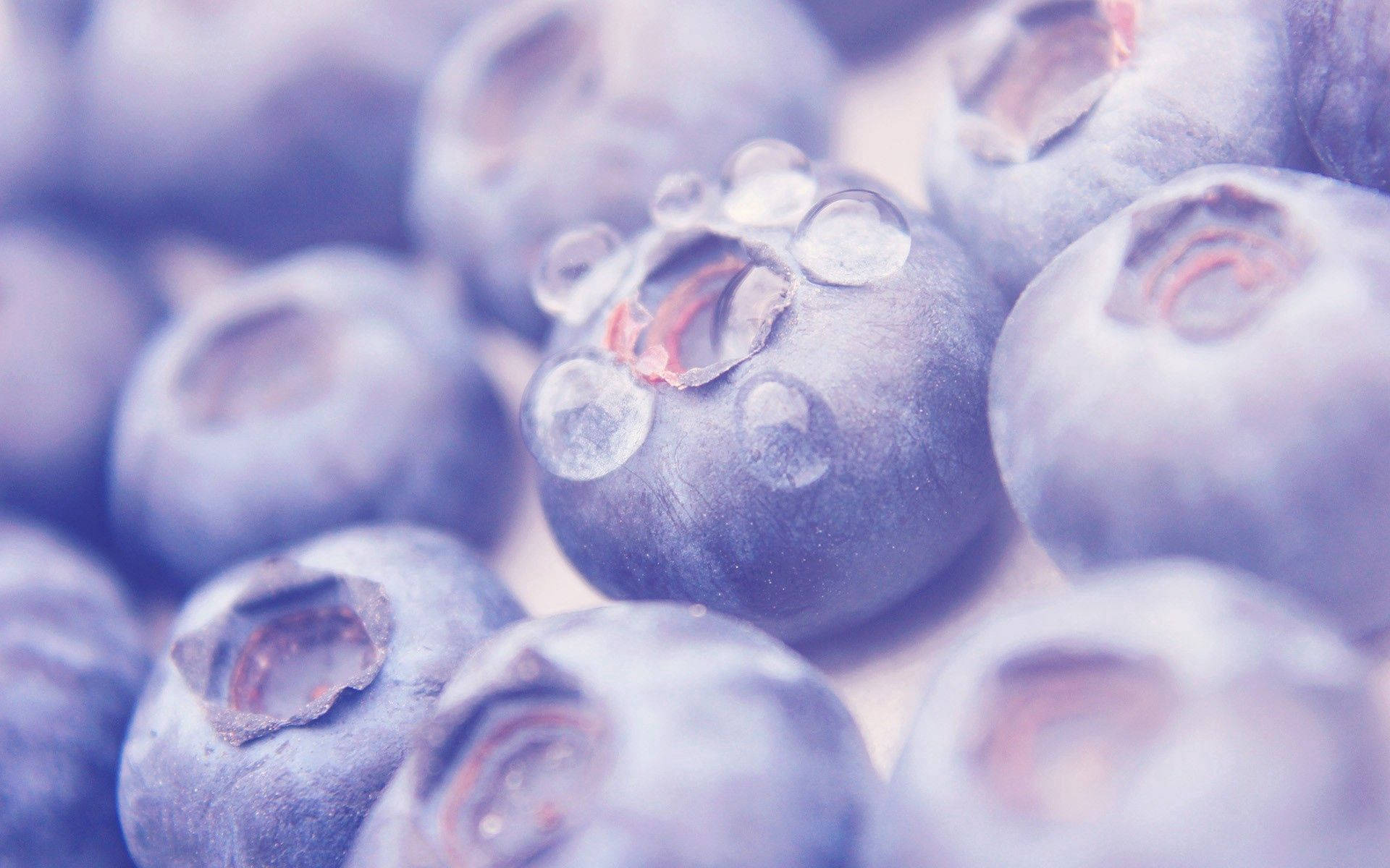 blueberries, dew-kissed, soft purple hues, Full HD Desktop Wallpaper