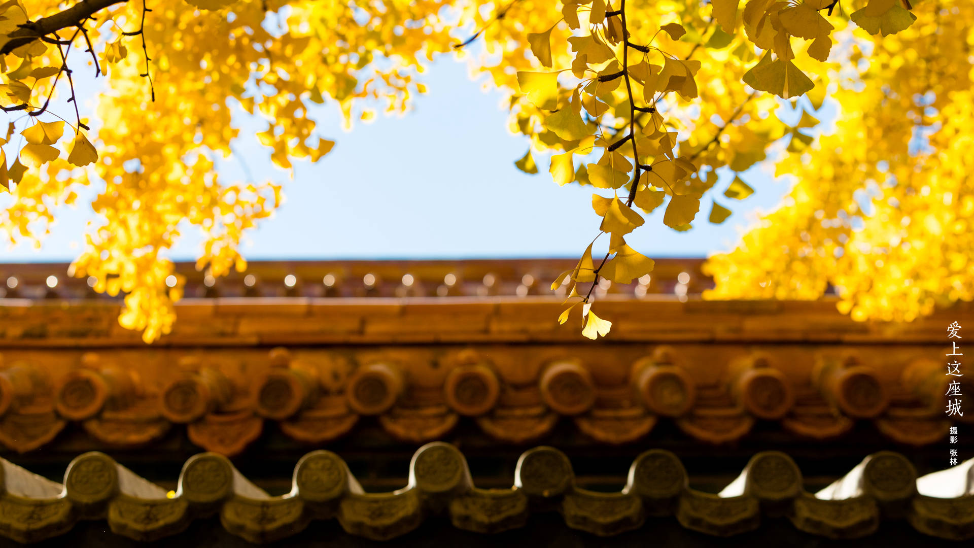 Forbidden City, traditional tiled roof, golden ginkgo leaves, Full HD Desktop Wallpaper