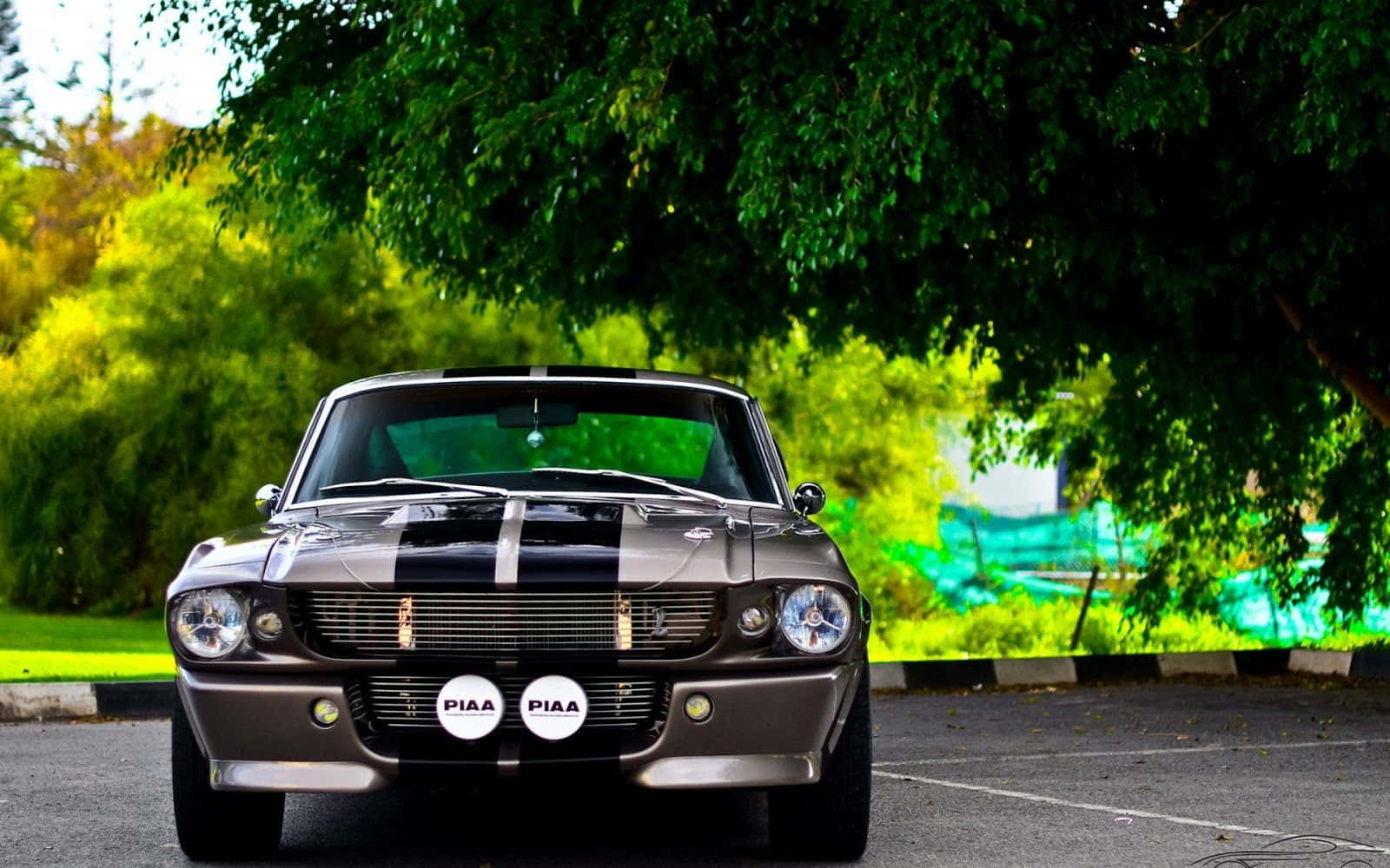 Ford Mustang Shelby GT350, gray, black racing stripes, HD Desktop Wallpaper