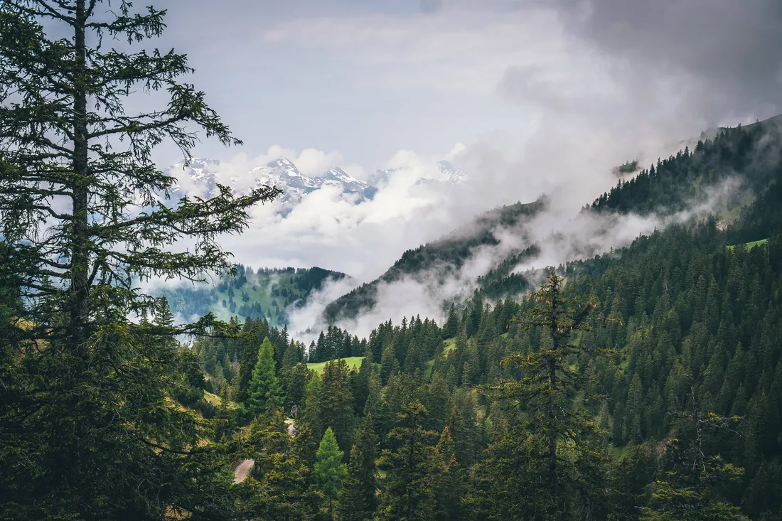 Forest Conservation