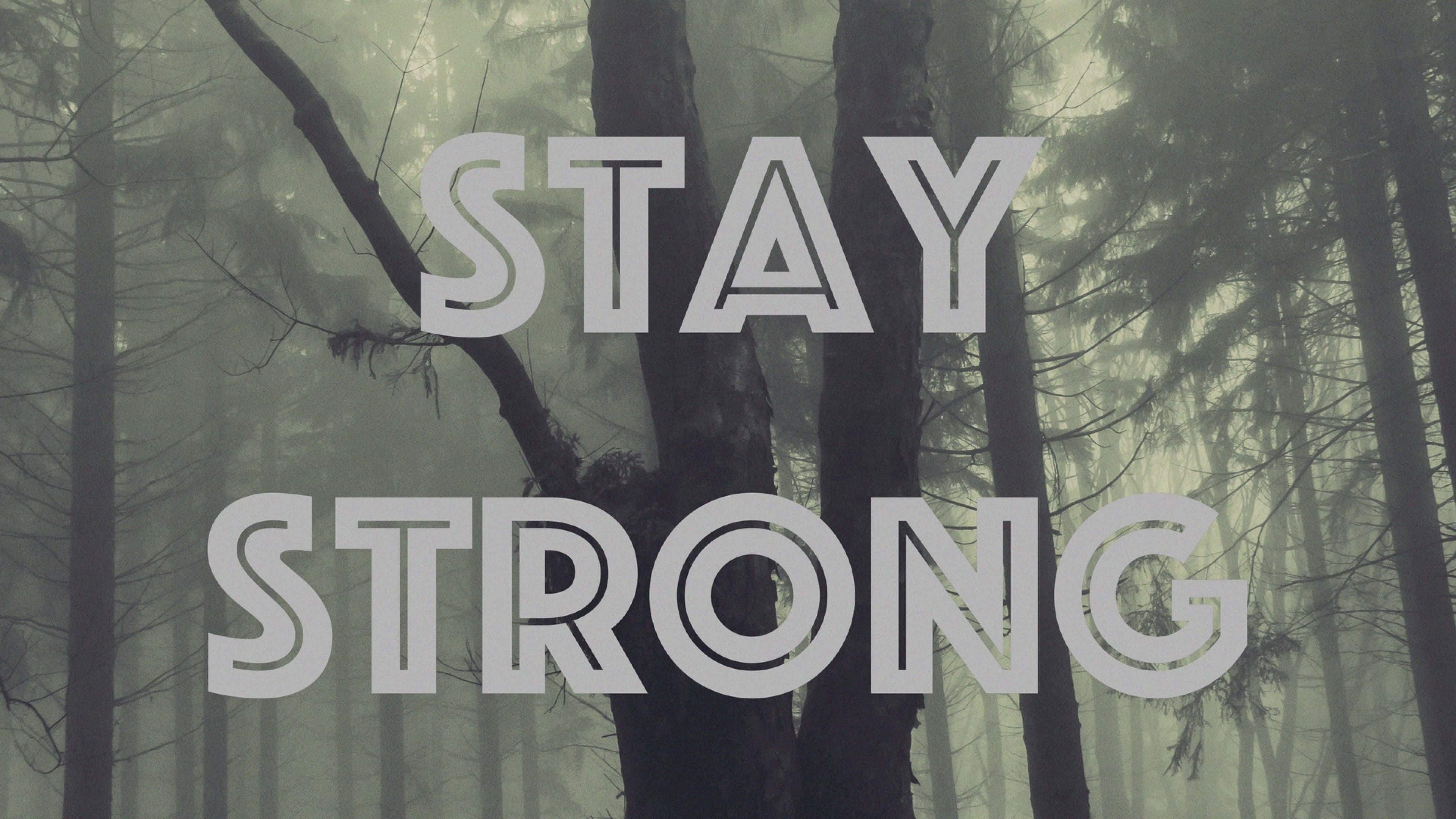STAY STRONG, misty forest, tall trees, 4K Desktop Wallpaper