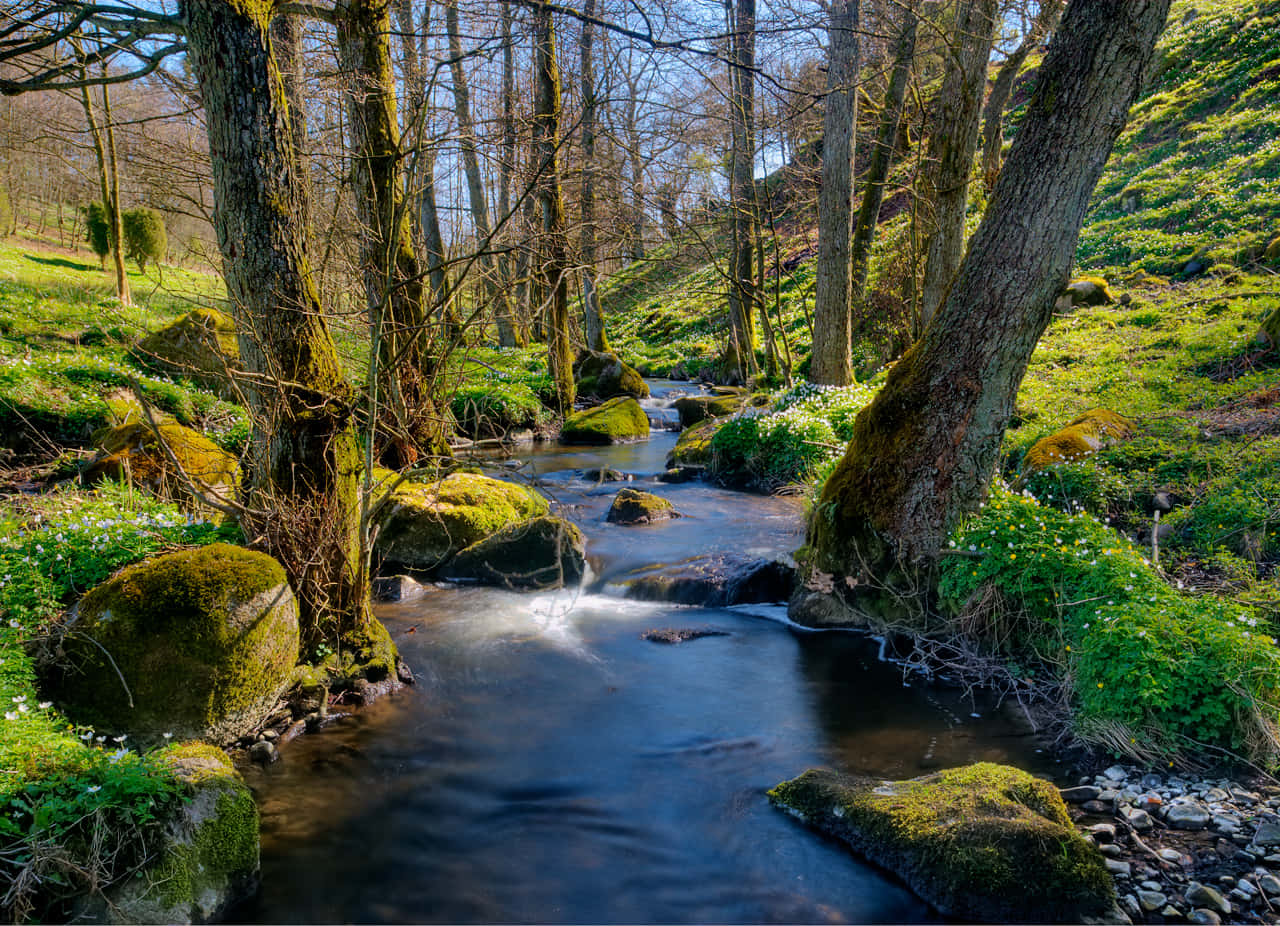 beautiful forest, serene forest stream, mossy rocks, HD Desktop Wallpaper
