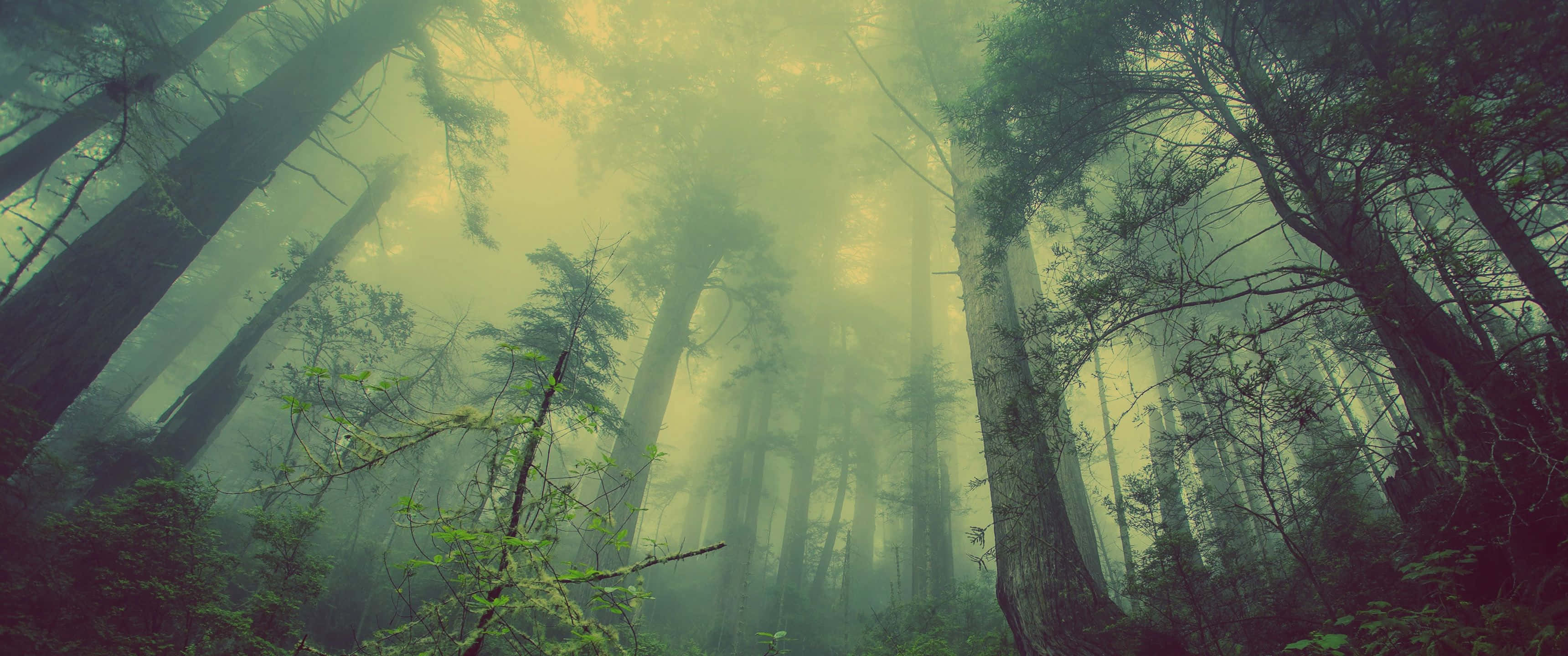 ultra wide nature, Towering trees, misty forest, 2K Desktop Wallpaper