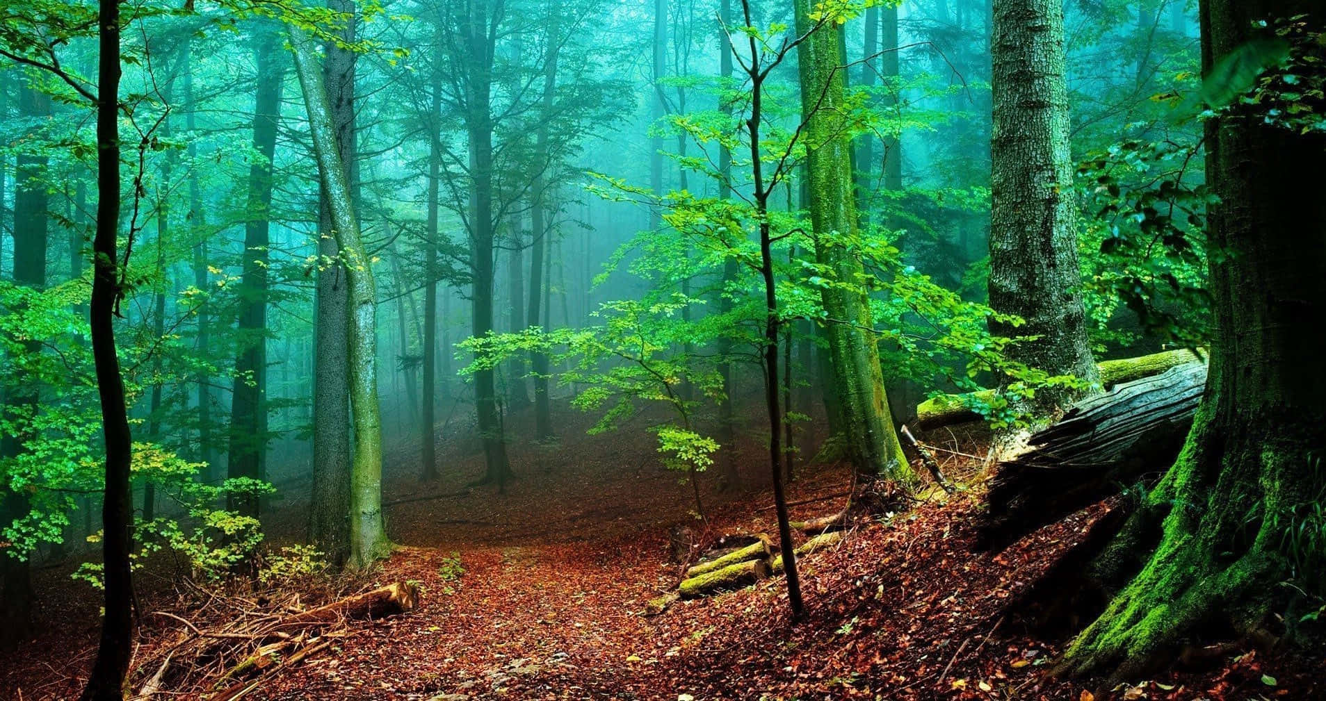 Tranquil Forest Pathway, misty forest path, towering trees, HD Desktop Wallpaper