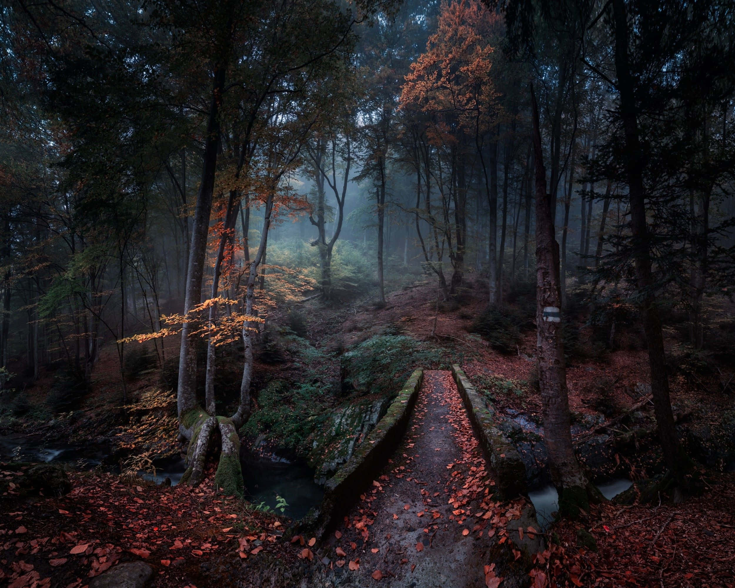 Enchantment 2500 x 2000, autumn leaves, mossy stones, Full HD Desktop Wallpaper