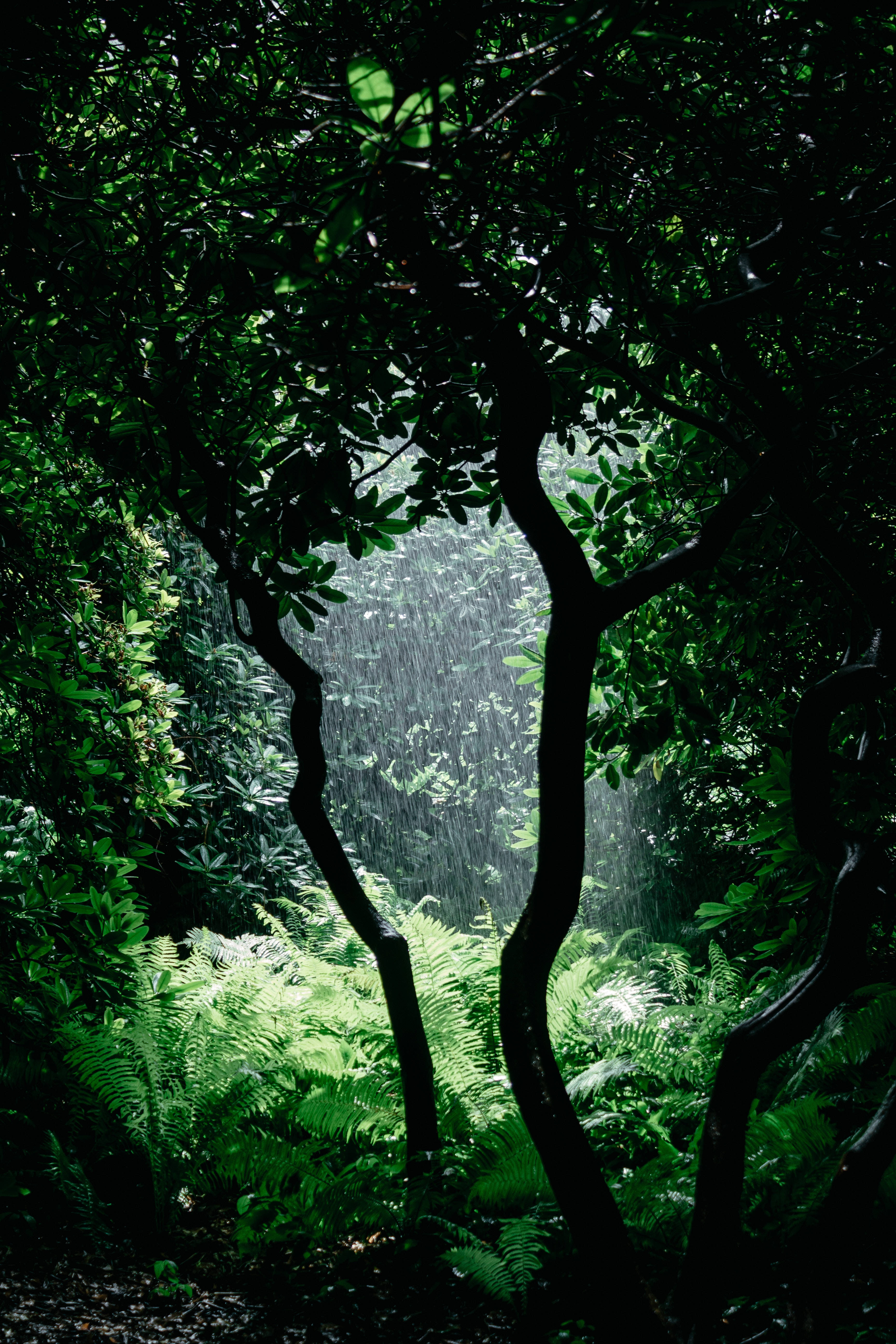 rainforest, dense green foliage, sunlight, 5K Phone Wallpaper