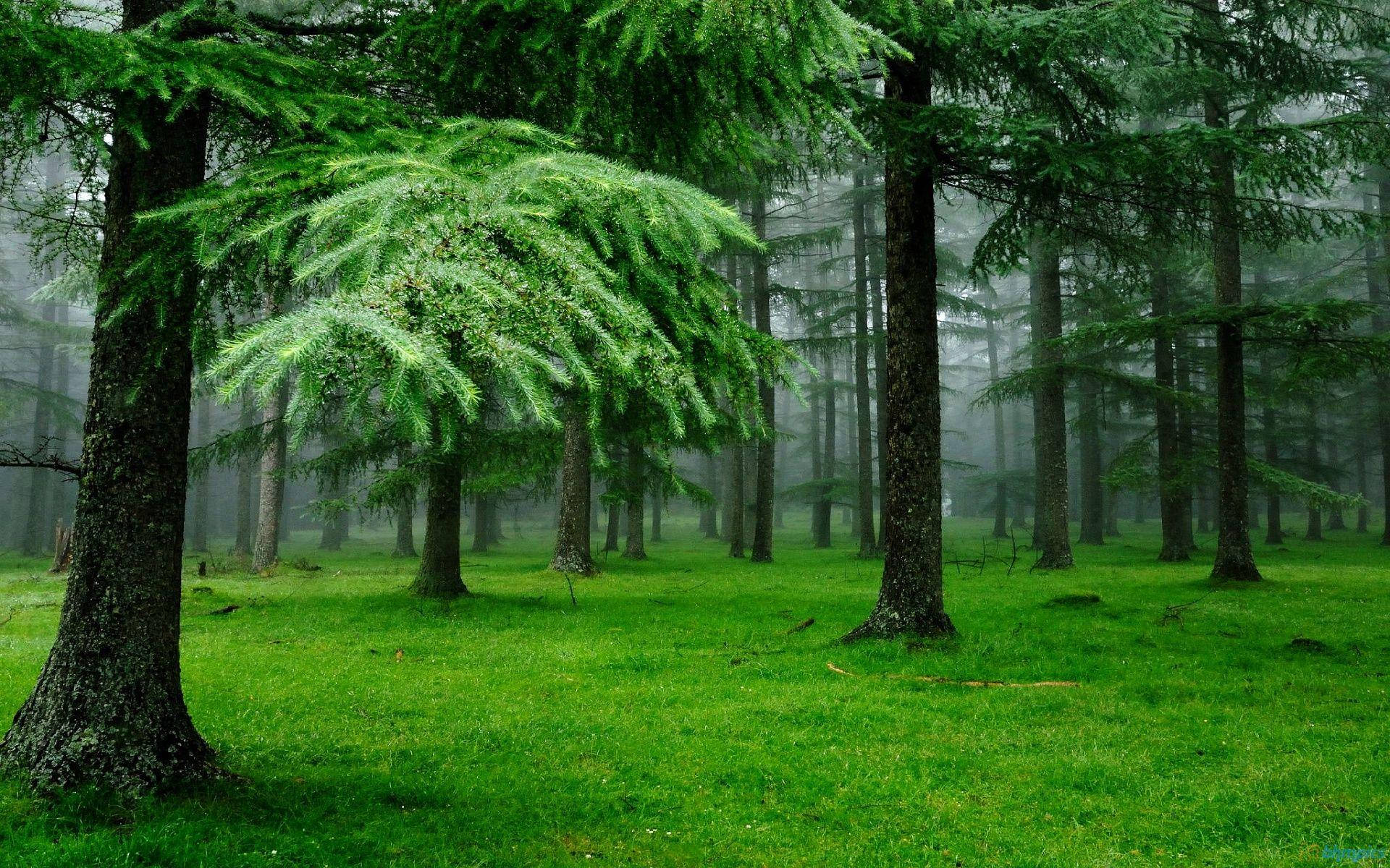 green nature hardwood forest, misty forest, tall evergreen trees, Full HD Desktop Wallpaper