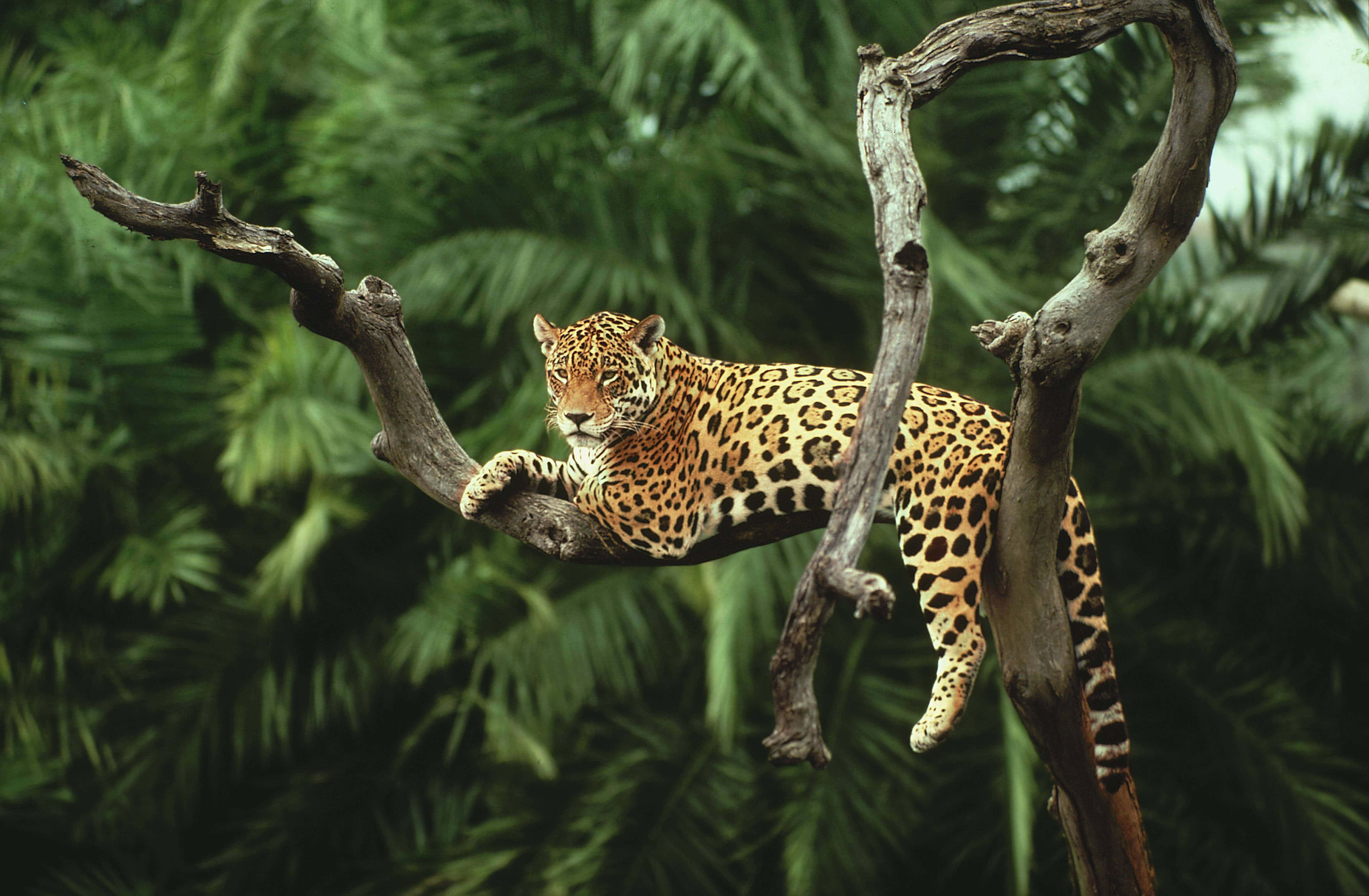 jaguar, gnarled tree branch, lush green jungle foliage, 4K Desktop Wallpaper