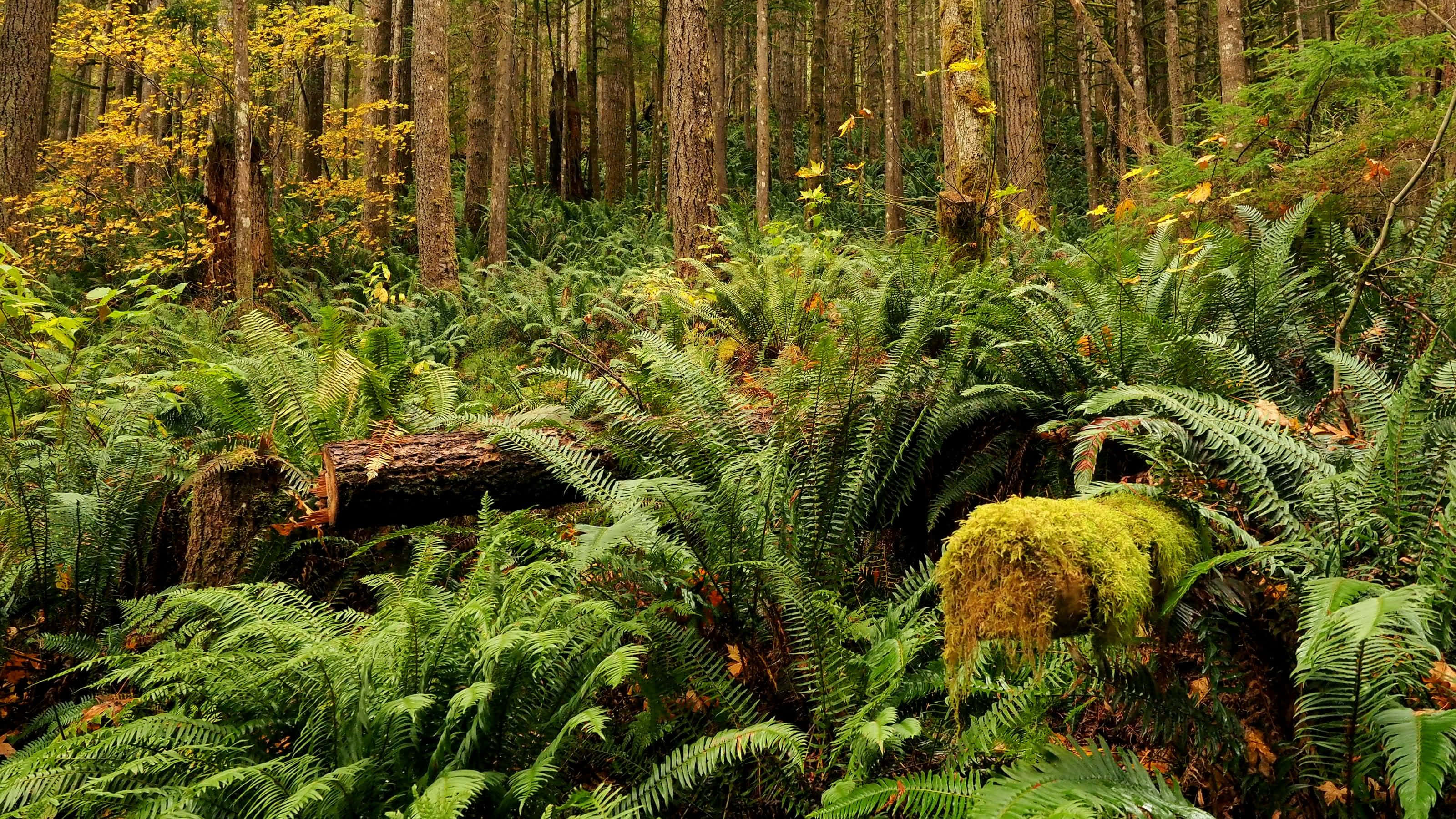 lush rainforest, forest floor, vibrant green ferns, 2K Desktop Wallpaper