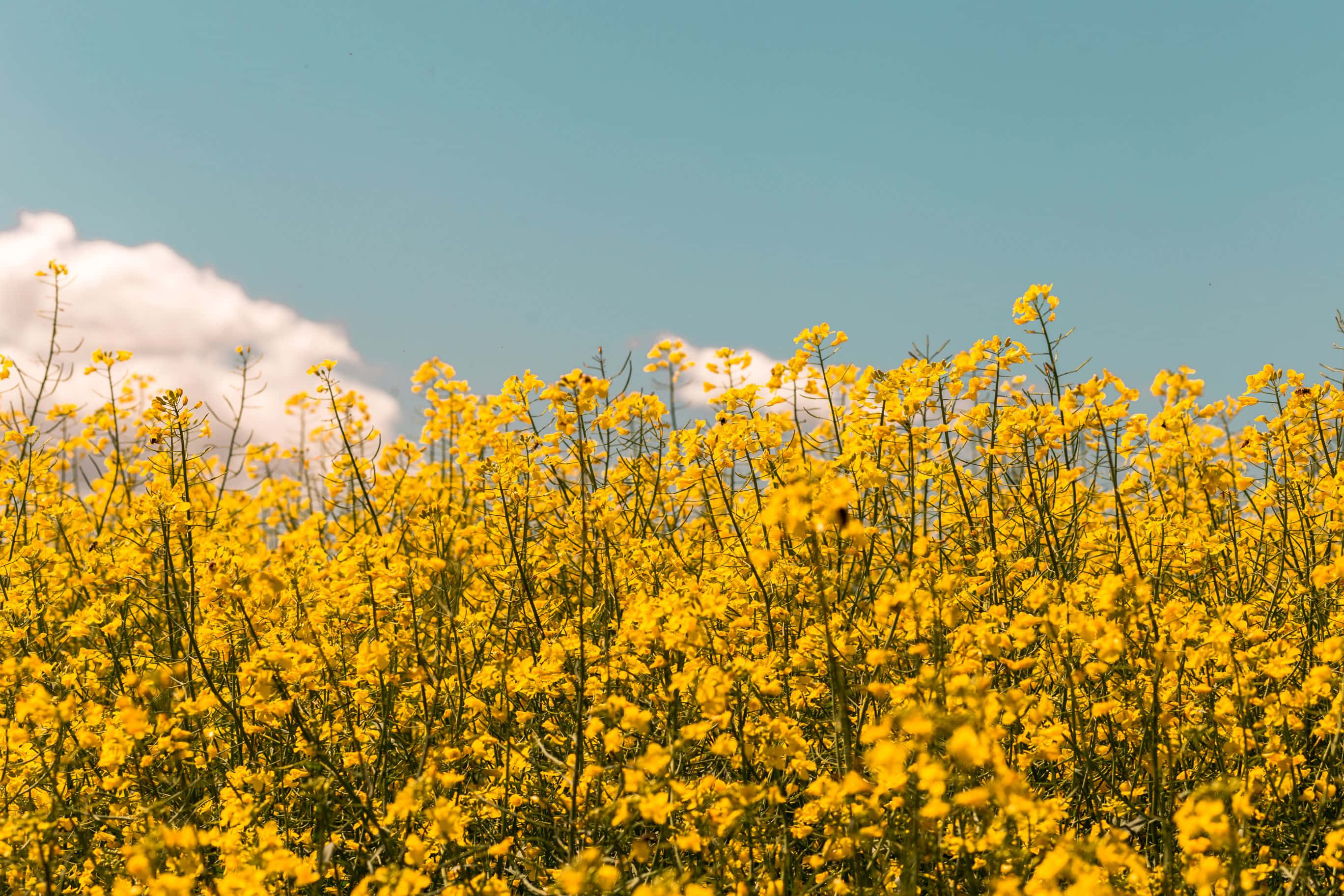 yellow rapeseed flowers, clear blue sky, fluffy white clouds, 2K Desktop Wallpaper
