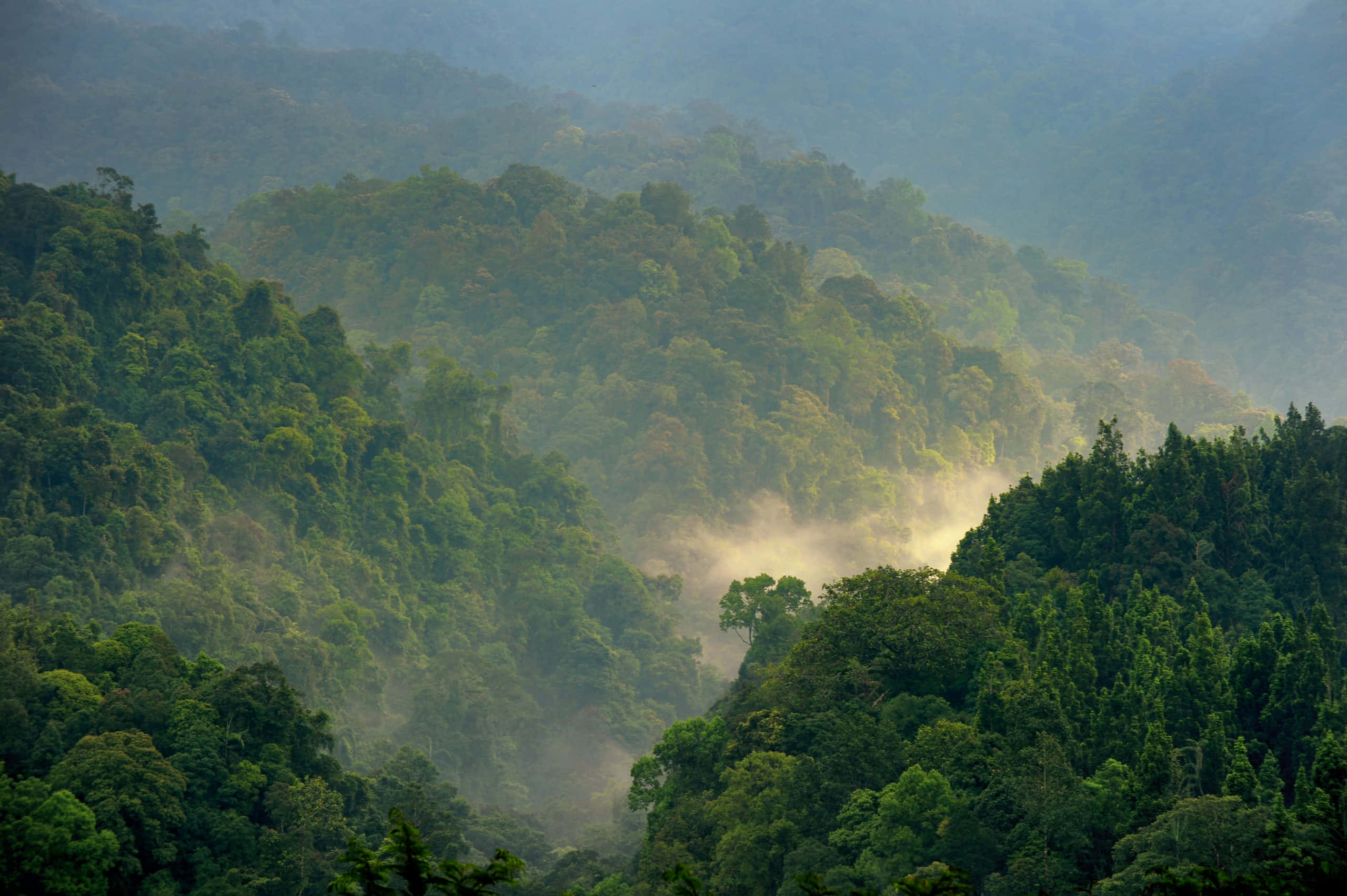 forest conservation, misty morning light, dense green forests, 2K Desktop Wallpaper