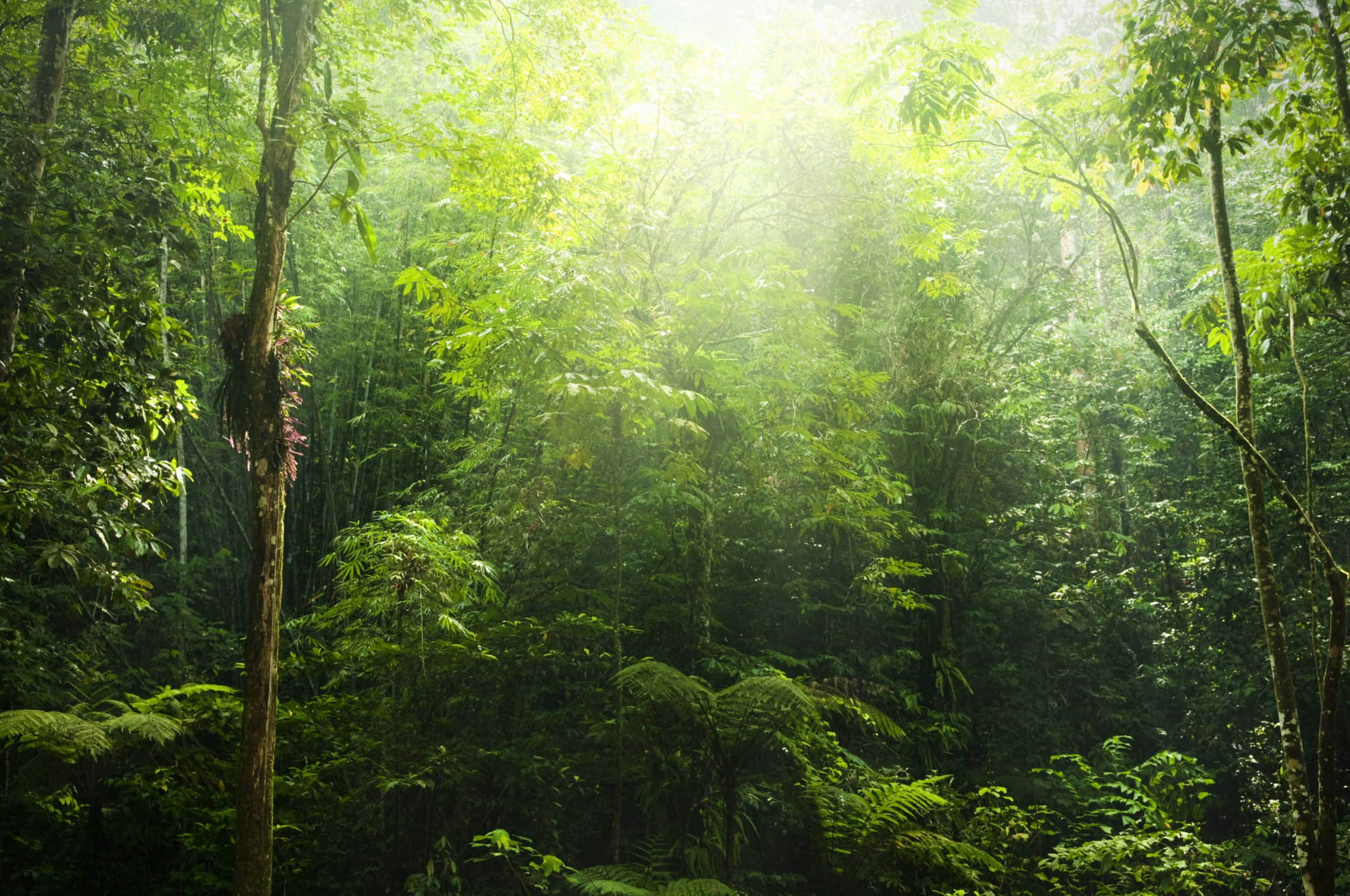forest conservation, 2500 x 1660, sunlight, Full HD Desktop Wallpaper