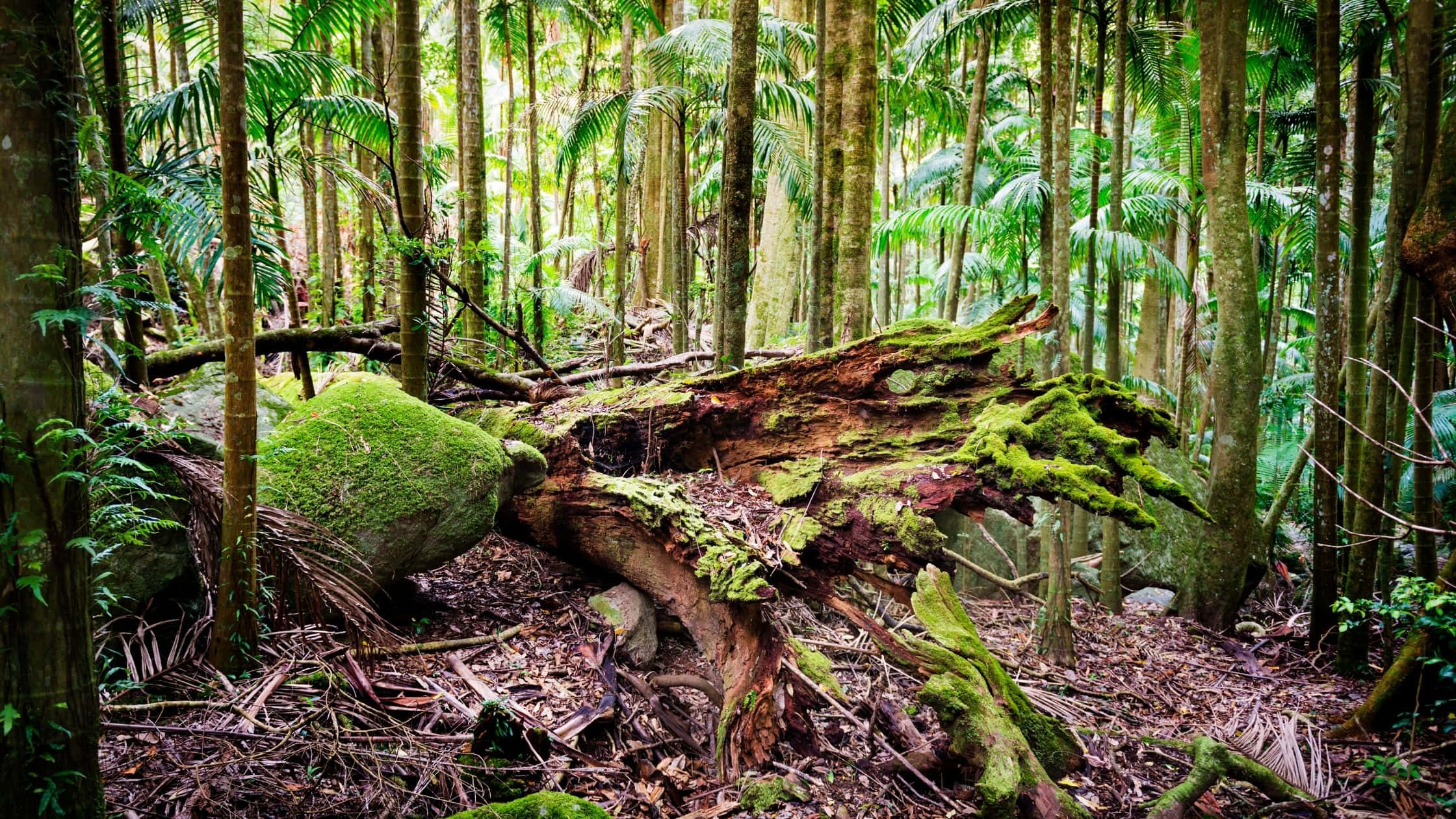 forest conservation, moss-covered fallen log, tall palm trees, Full HD Desktop Wallpaper