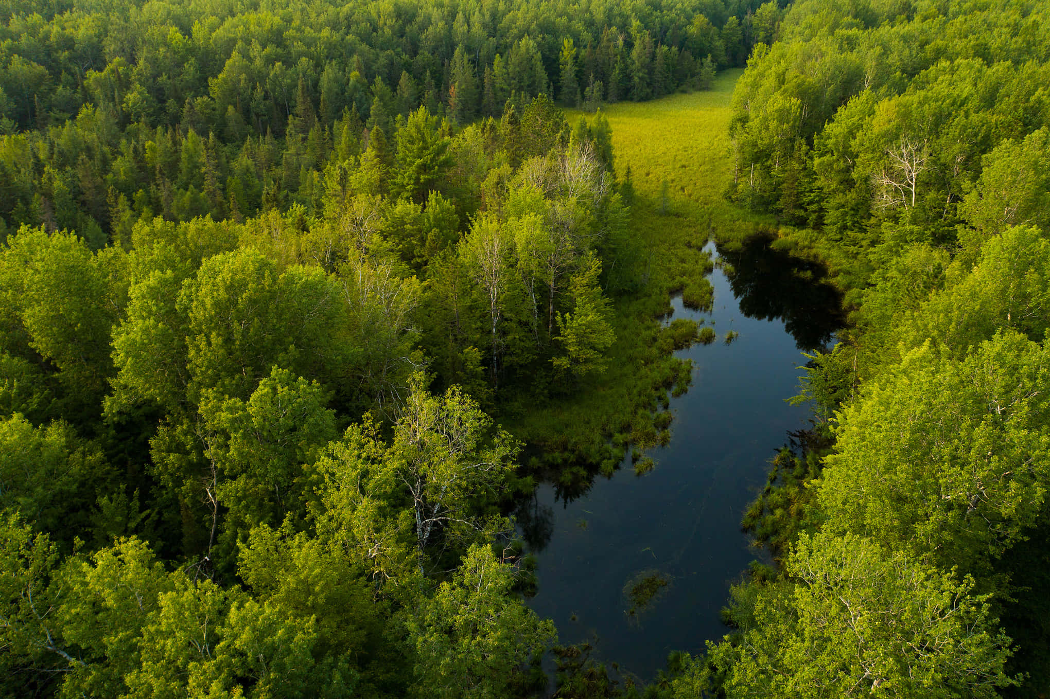 forest conservation 2040, emerald forests, winding river, Full HD Desktop Wallpaper