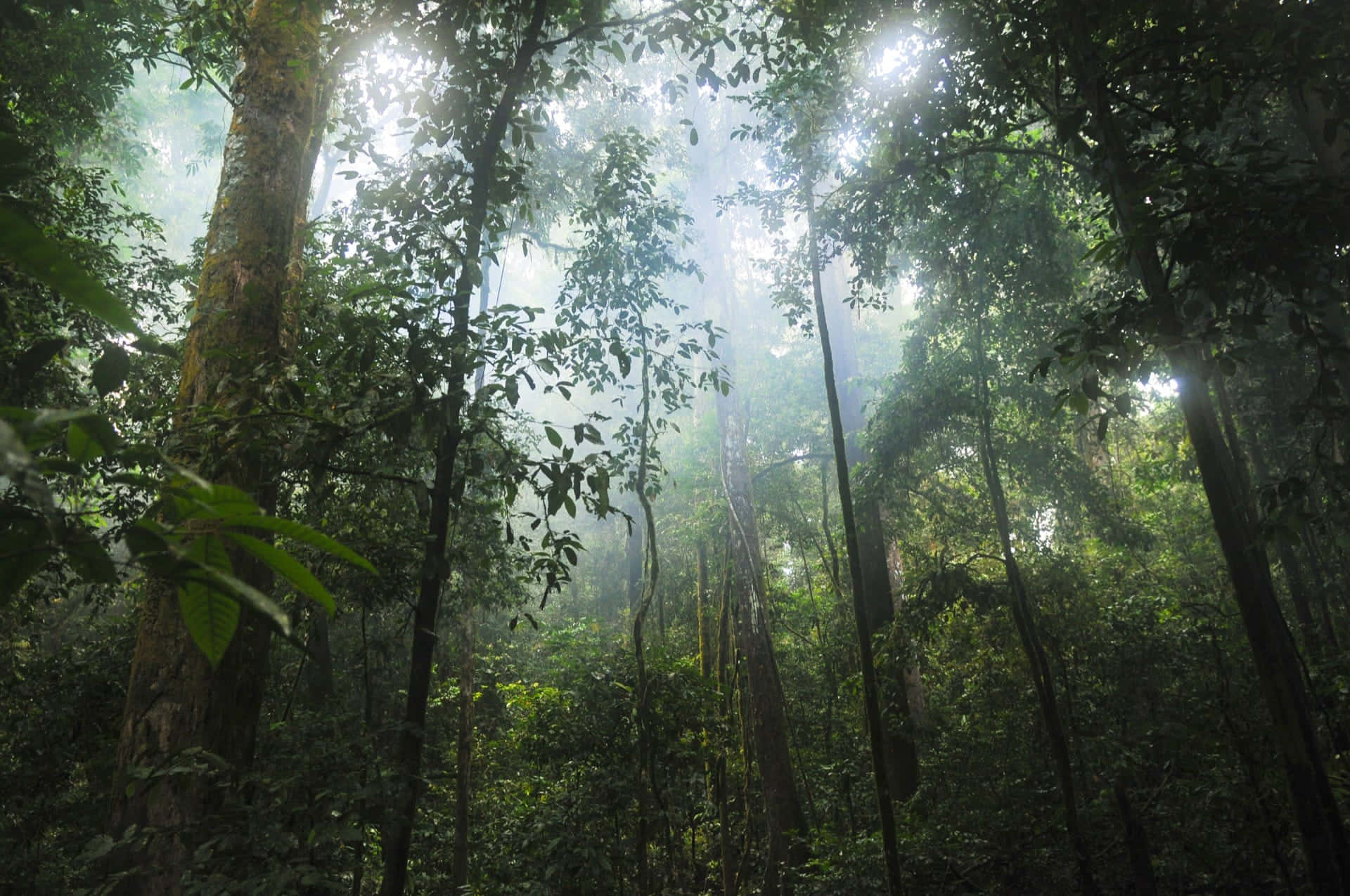 Forest Conservation, Sunlight, dense green canopy, Full HD Desktop Wallpaper