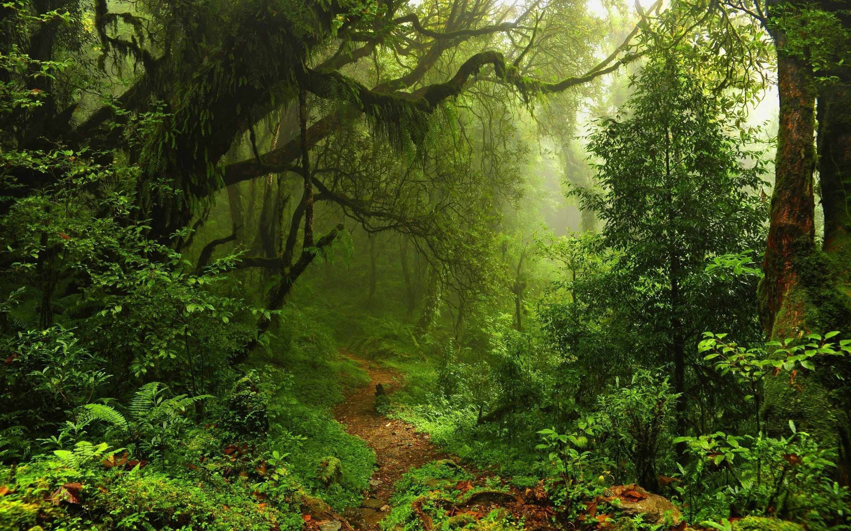 misty forest path, lush green foliage, sunlight filtering through ancient moss-covered trees, 2K Desktop Wallpaper