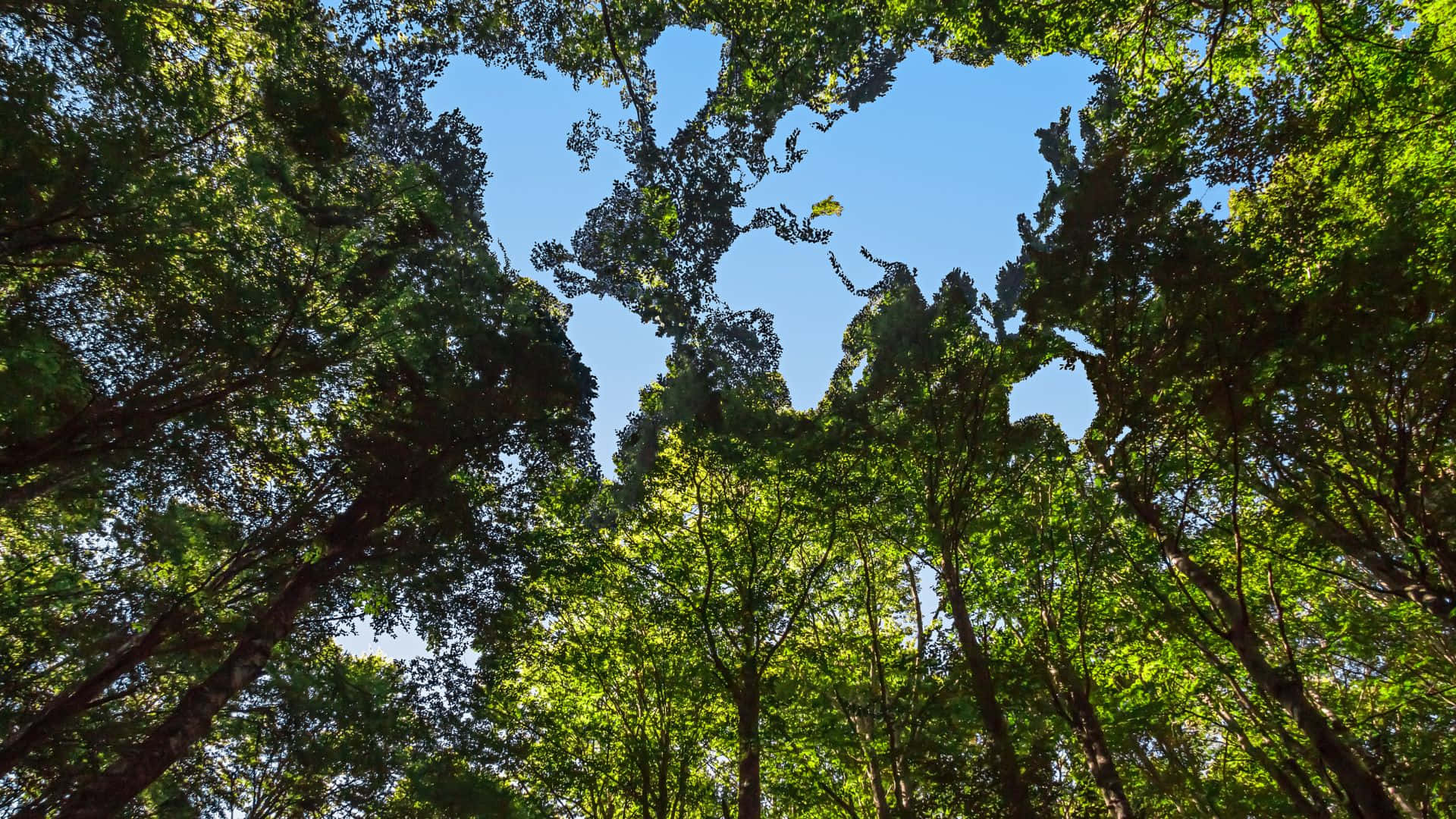 forest conservation, pristine, vibrant green trees, Full HD Desktop Wallpaper