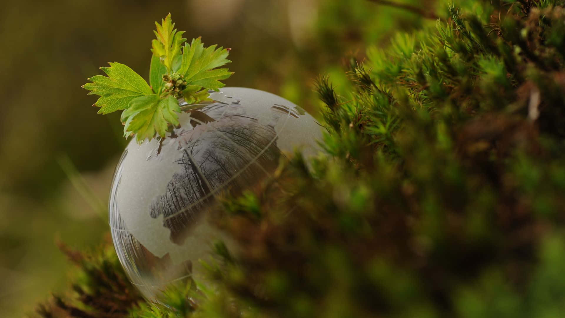 forest conservation, clear glass sphere, vibrant green moss, Full HD Desktop Wallpaper