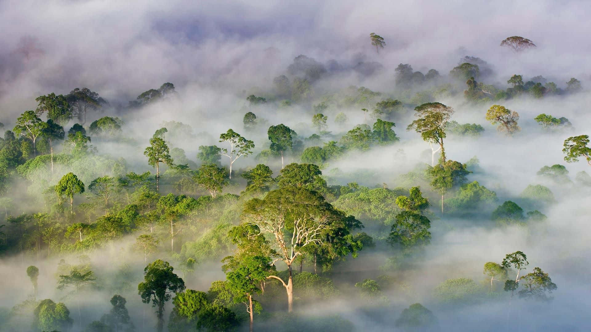 forest conservation, lush green trees, thick misty fog, Full HD Desktop Wallpaper