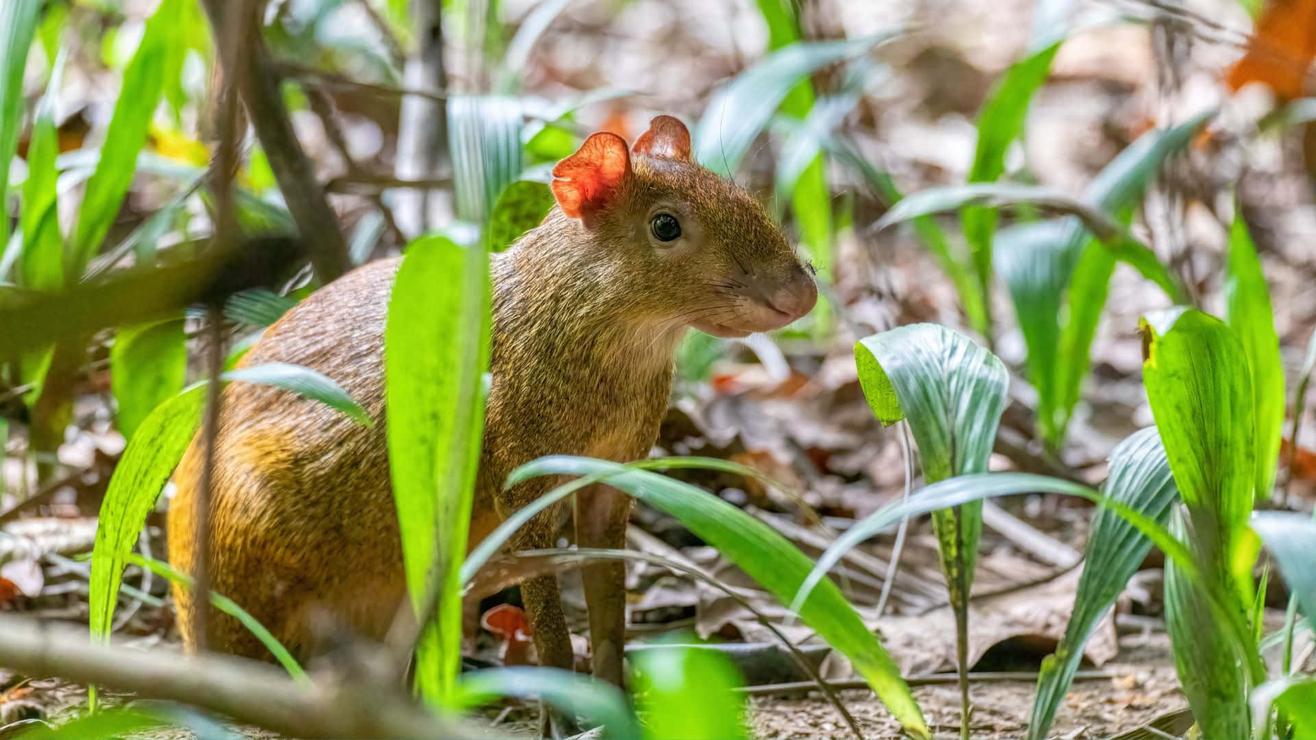 agouti, natural habitat, vibrant green jungle foliage, Full HD Desktop Wallpaper