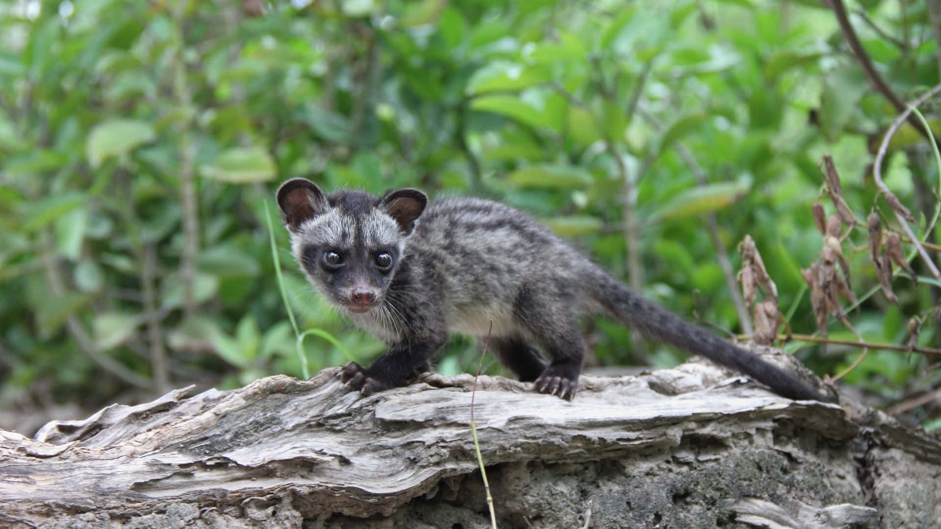 civetin, natural habitat, spotted civet cub, Full HD Desktop Wallpaper