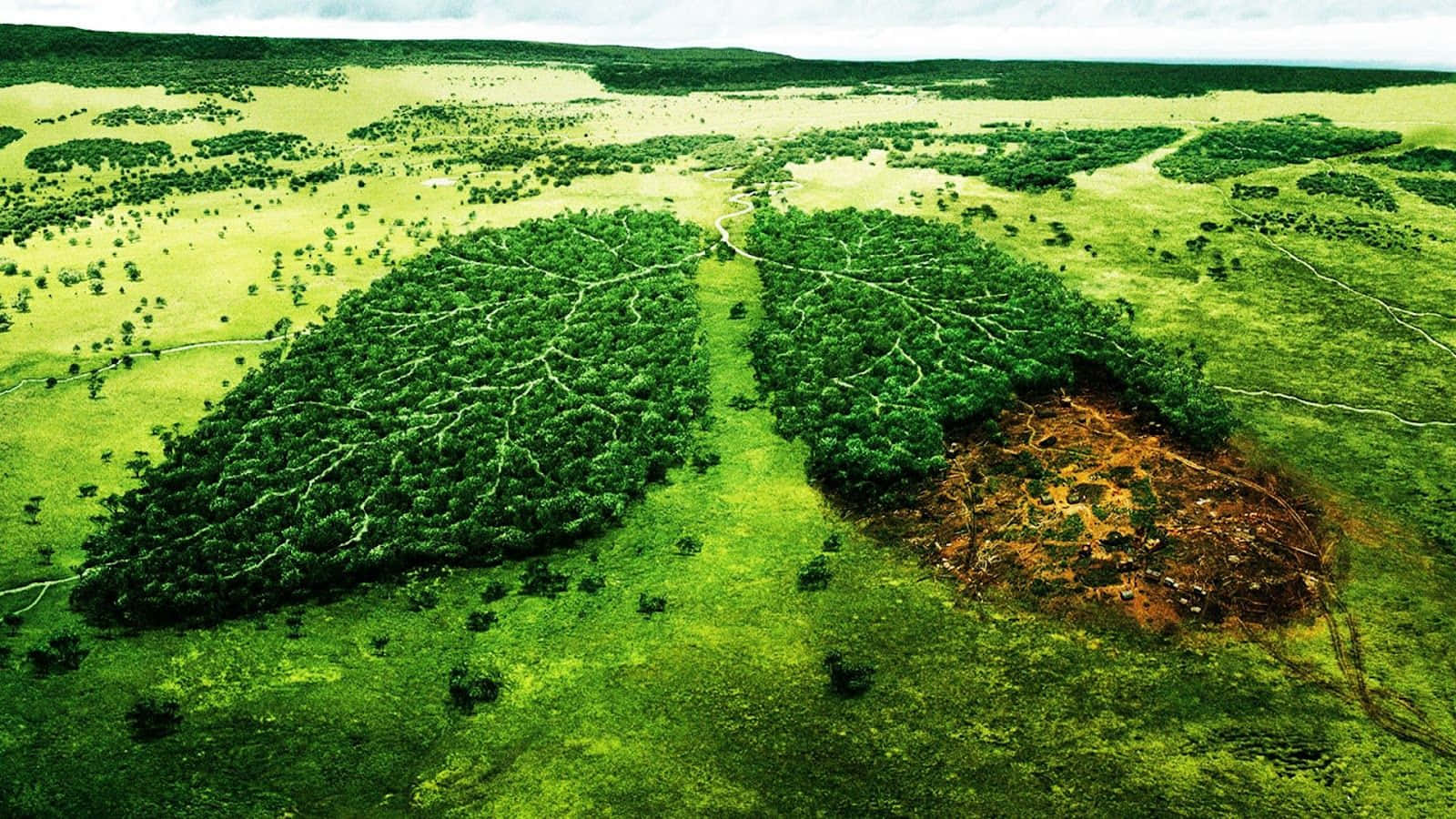 Forest Conservation, lungs, lush green landscape, HD Desktop Wallpaper