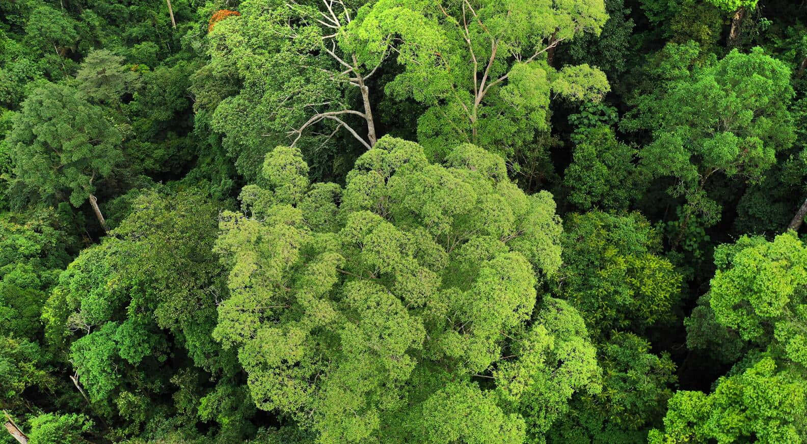 forest conservation, emerald canopy, towering trees, HD Desktop Wallpaper