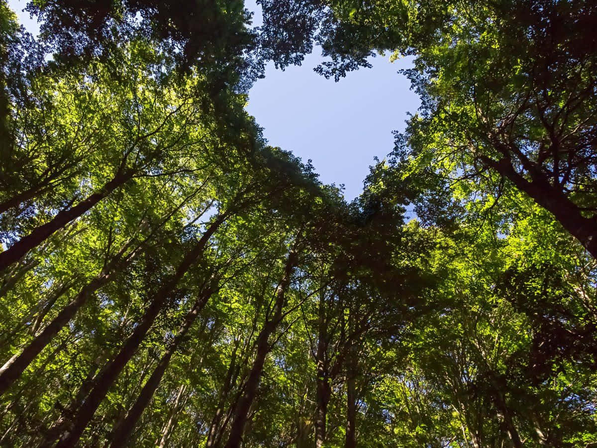 forest conservation, heart-shaped gap, lush green canopy, SD Desktop Wallpaper