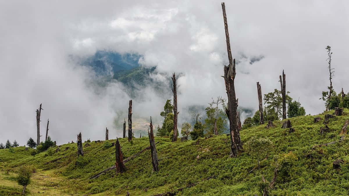 forest conservation, misty mountain slope, weathered tree stumps, SD Desktop Wallpaper