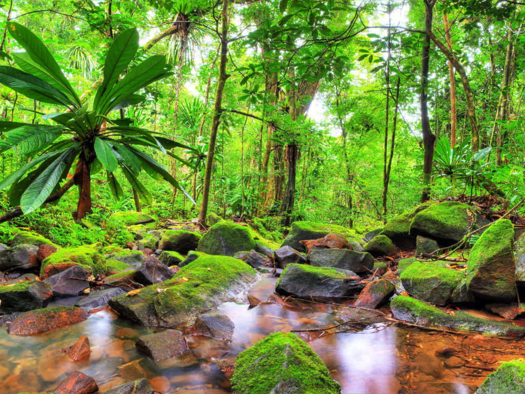 jungle desktop, rocky stream, mossy rocks, SD Desktop Wallpaper