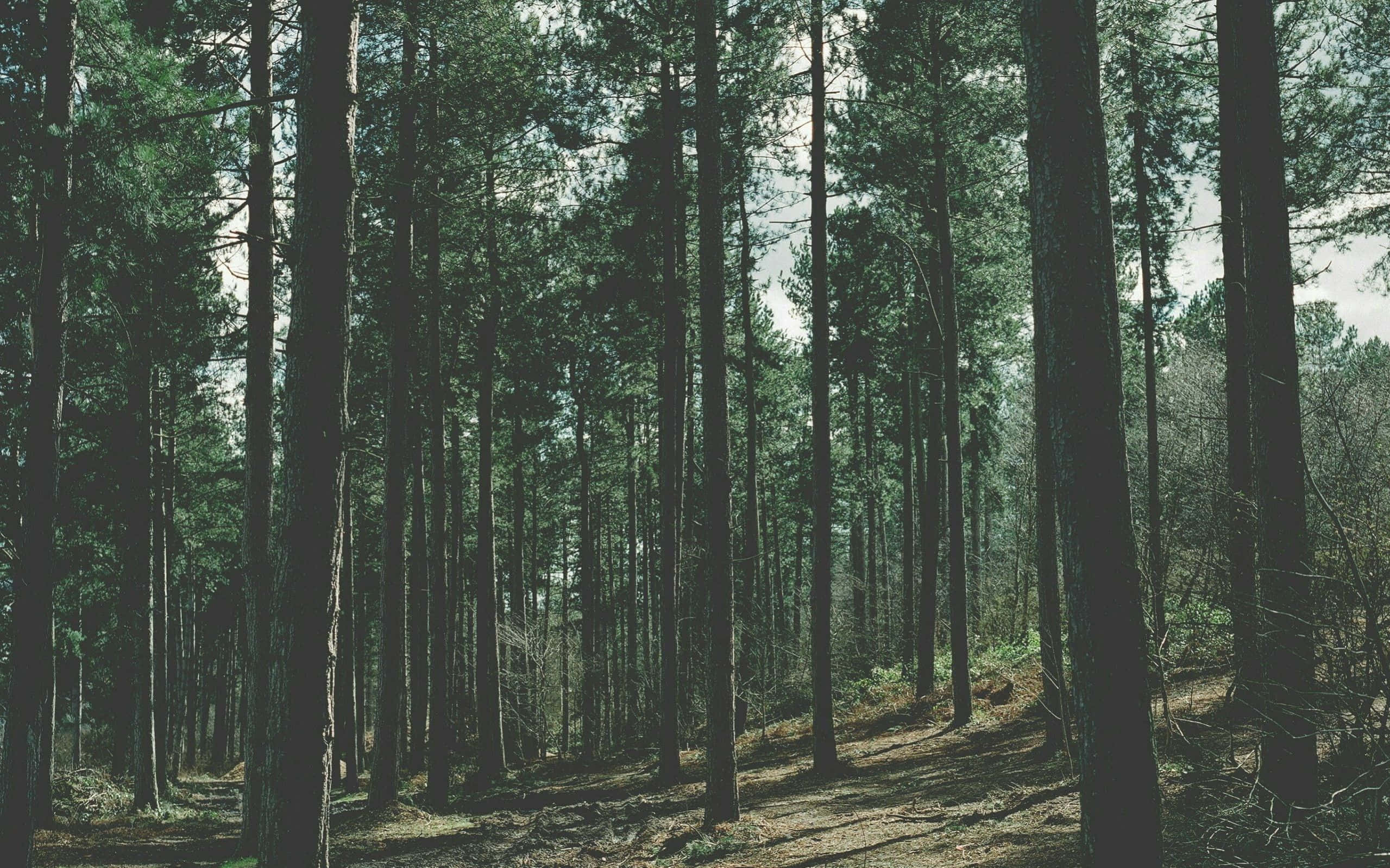 forest desktop, sunlit forest, tall pine trees, Full HD Desktop Wallpaper