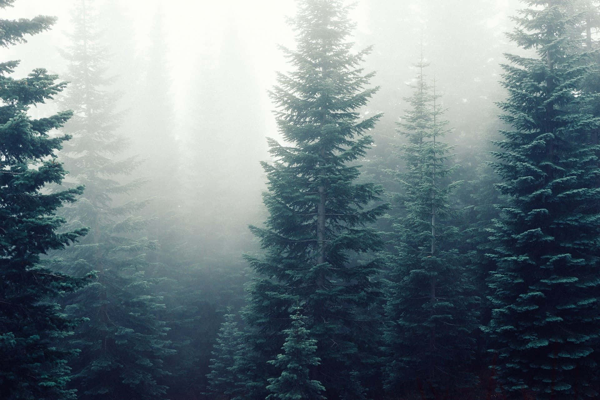 forest, sunrise, misty forest, Full HD Desktop Wallpaper