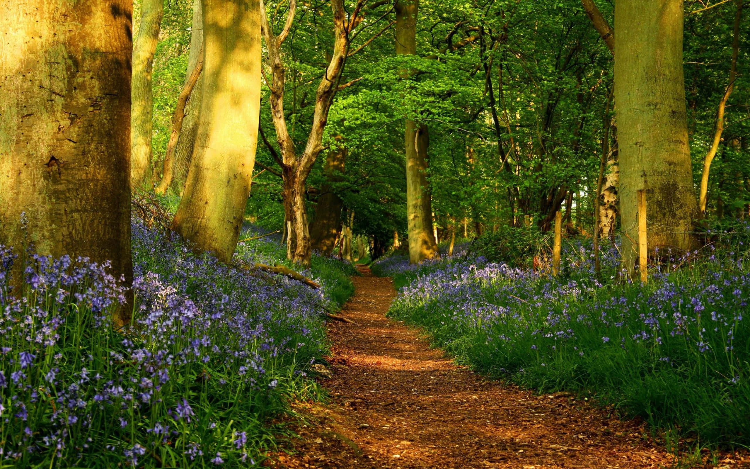 forest desktop, sunlit forest path, towering trees, 2K Desktop Wallpaper