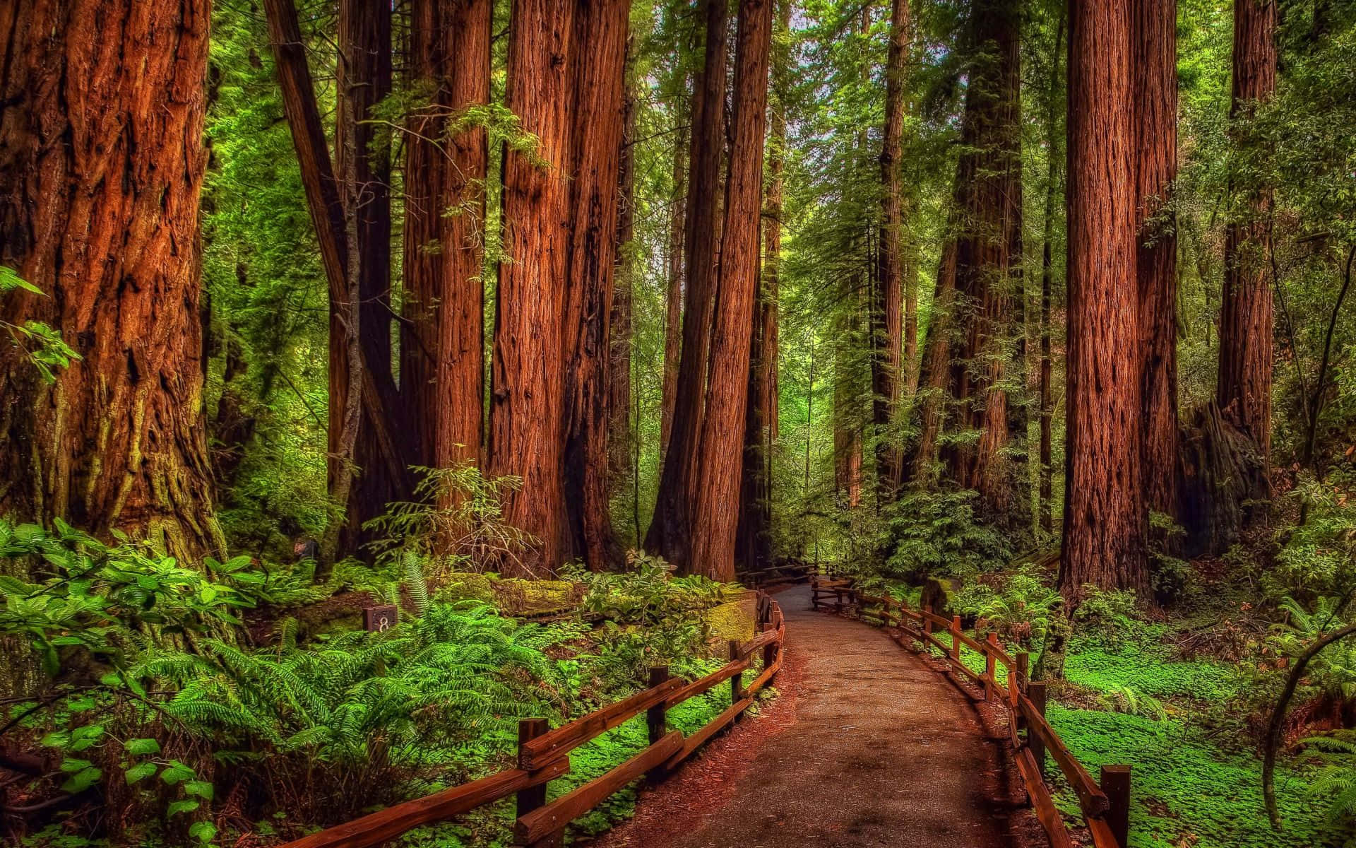 forest desktop, winding wooden path, dense forest, Full HD Desktop Wallpaper