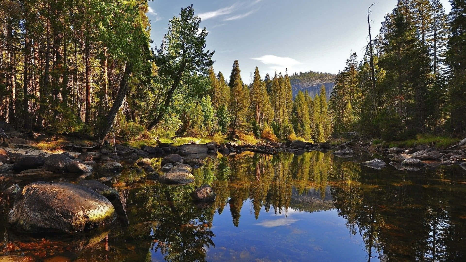 forest desktop, serene forest stream, tall pine trees, Full HD Desktop Wallpaper