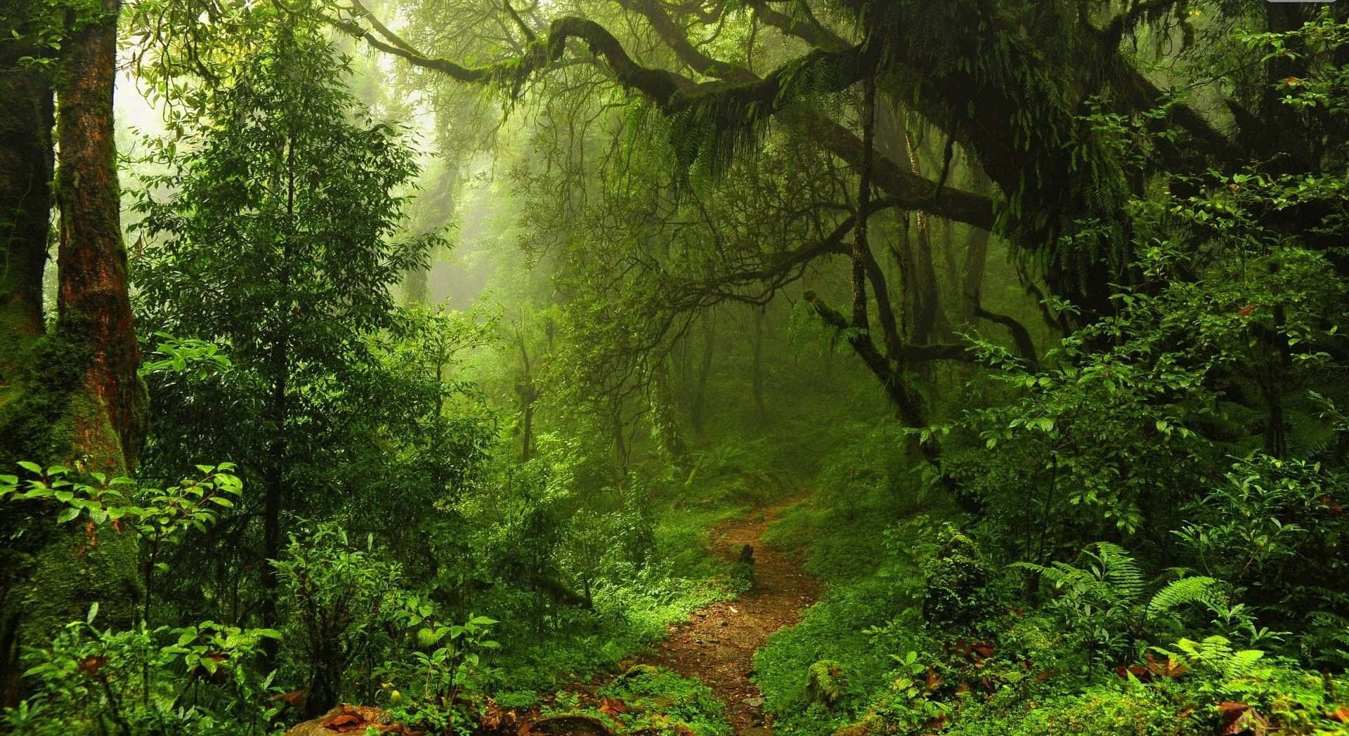 forest desktop, misty jungle path, towering trees, Full HD Desktop Wallpaper