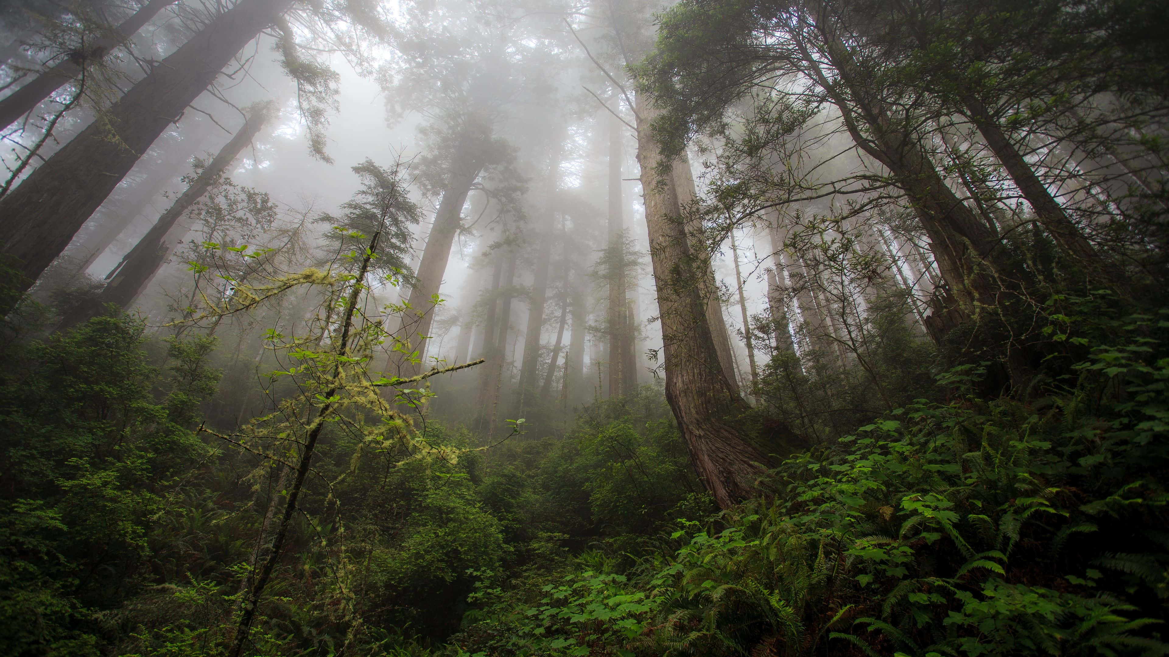forest desktop, misty forest, towering redwoods, 4K Desktop Wallpaper